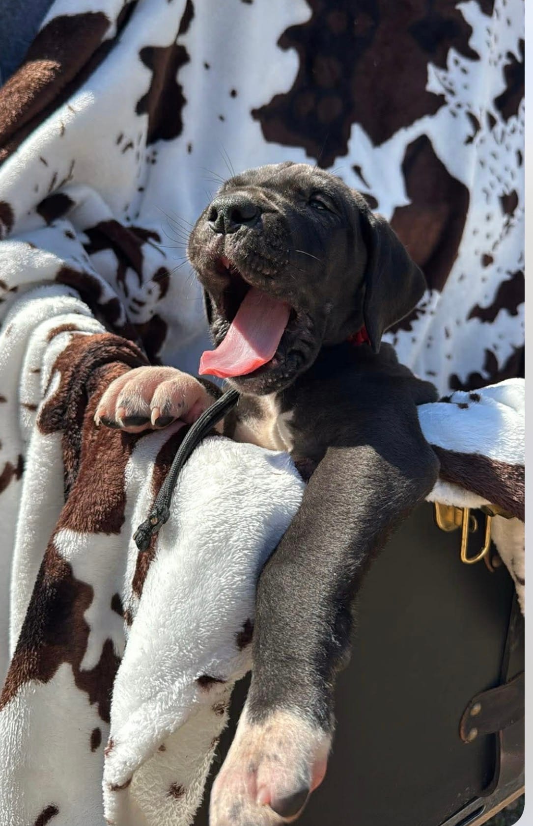 Red collar male – Great Dane puppy for sale in Jackson, SC