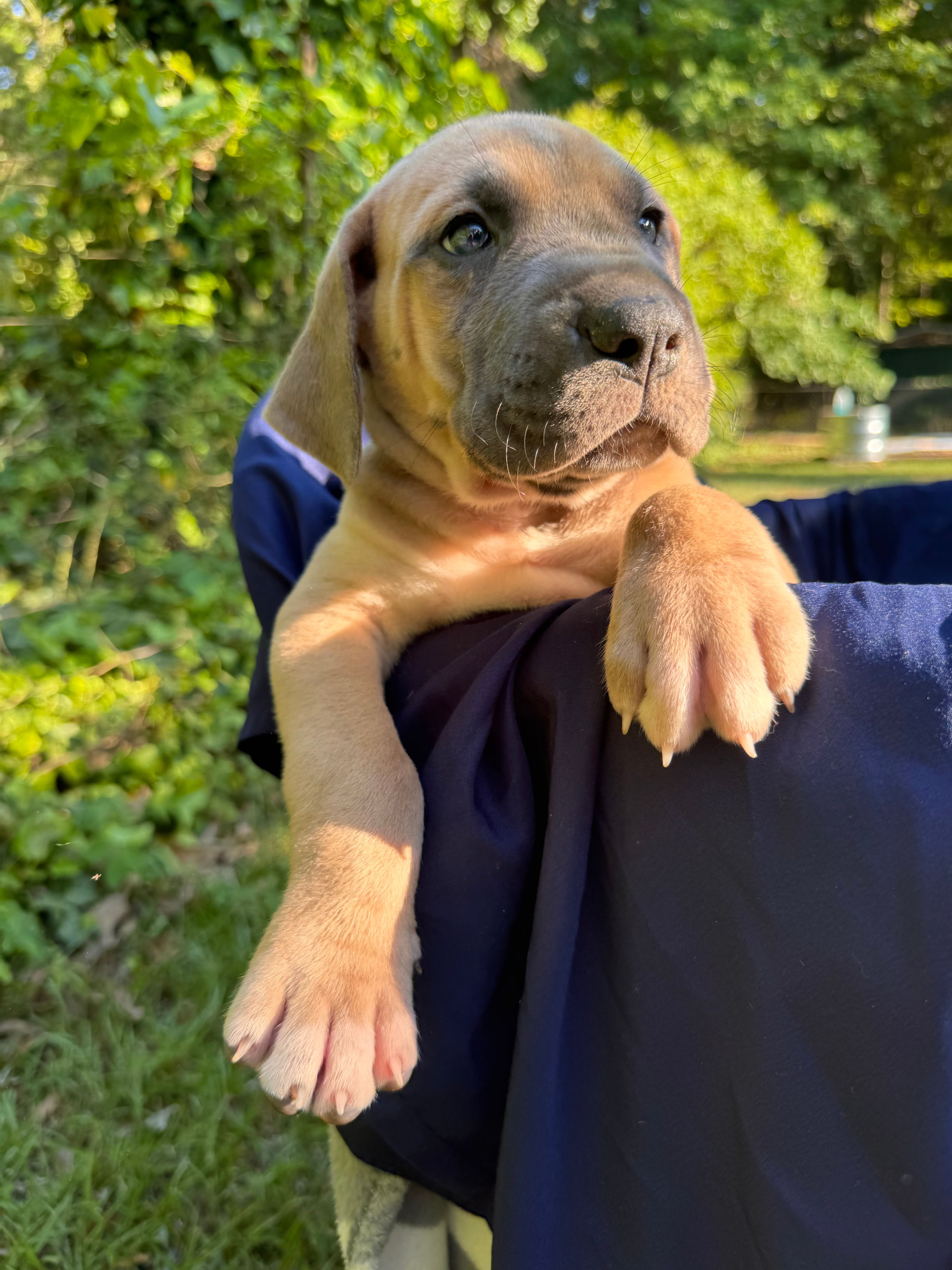 Dark blue,  blue fawn FULL AKC – Great Dane puppy for sale in Jackson, SC