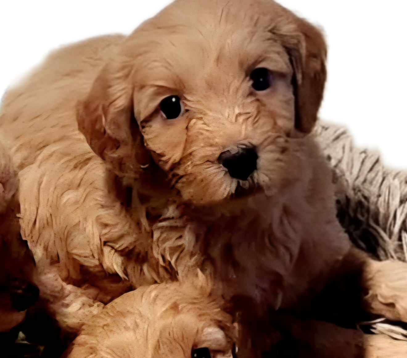 Sniffles  – Miniature Goldendoodle puppy for sale in Virginia Beach, VA