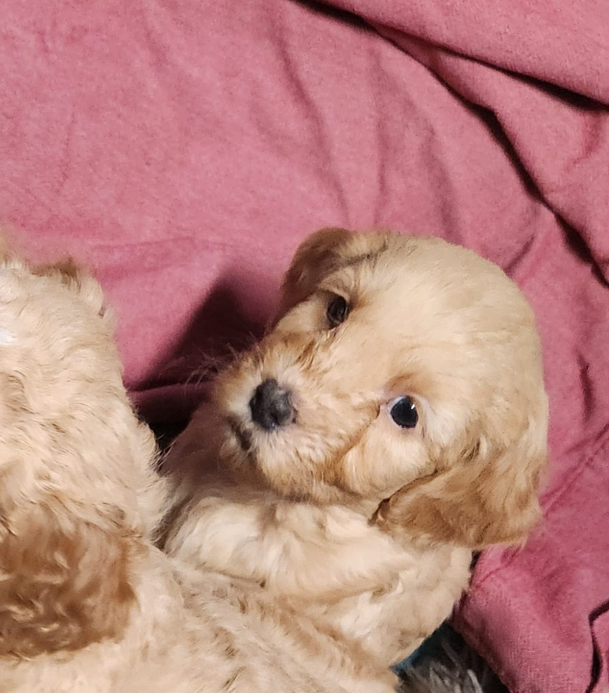 Poundcake – Miniature Goldendoodle puppy for sale in Virginia Beach, VA