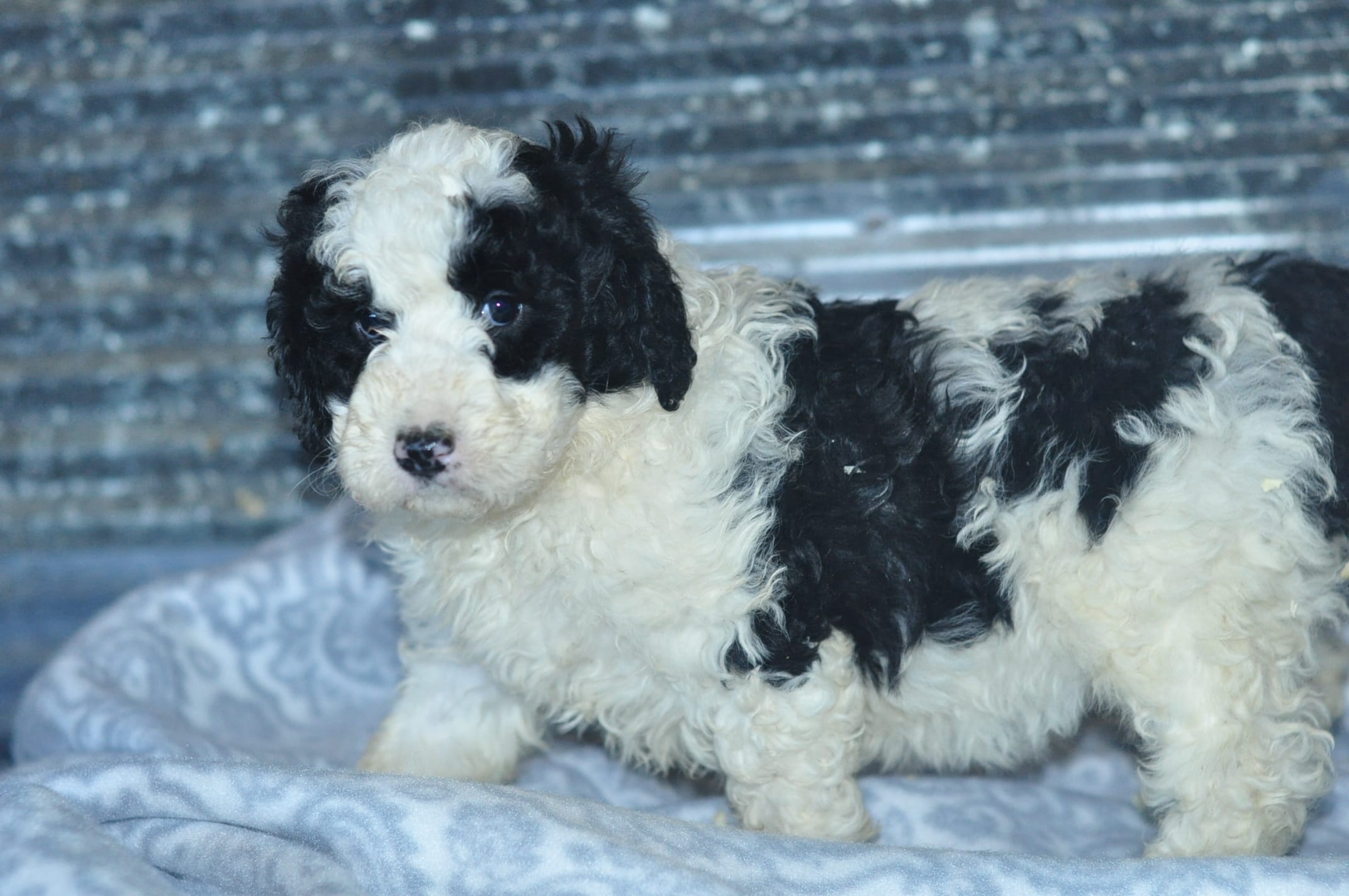 Ellie – Golden Mountain Doodle puppy for sale in Moulton, IA