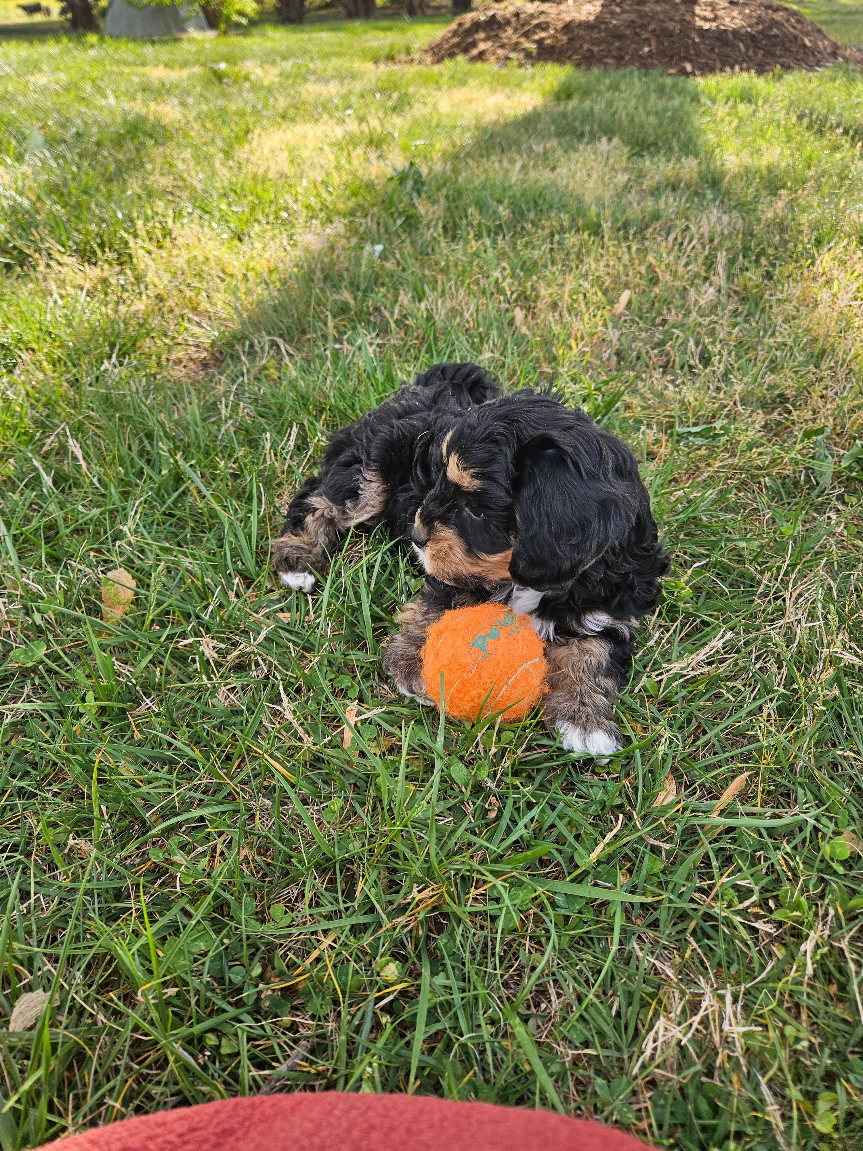 Luna – Cavapoo, Cavachon puppy for sale in Hiddenite, NC