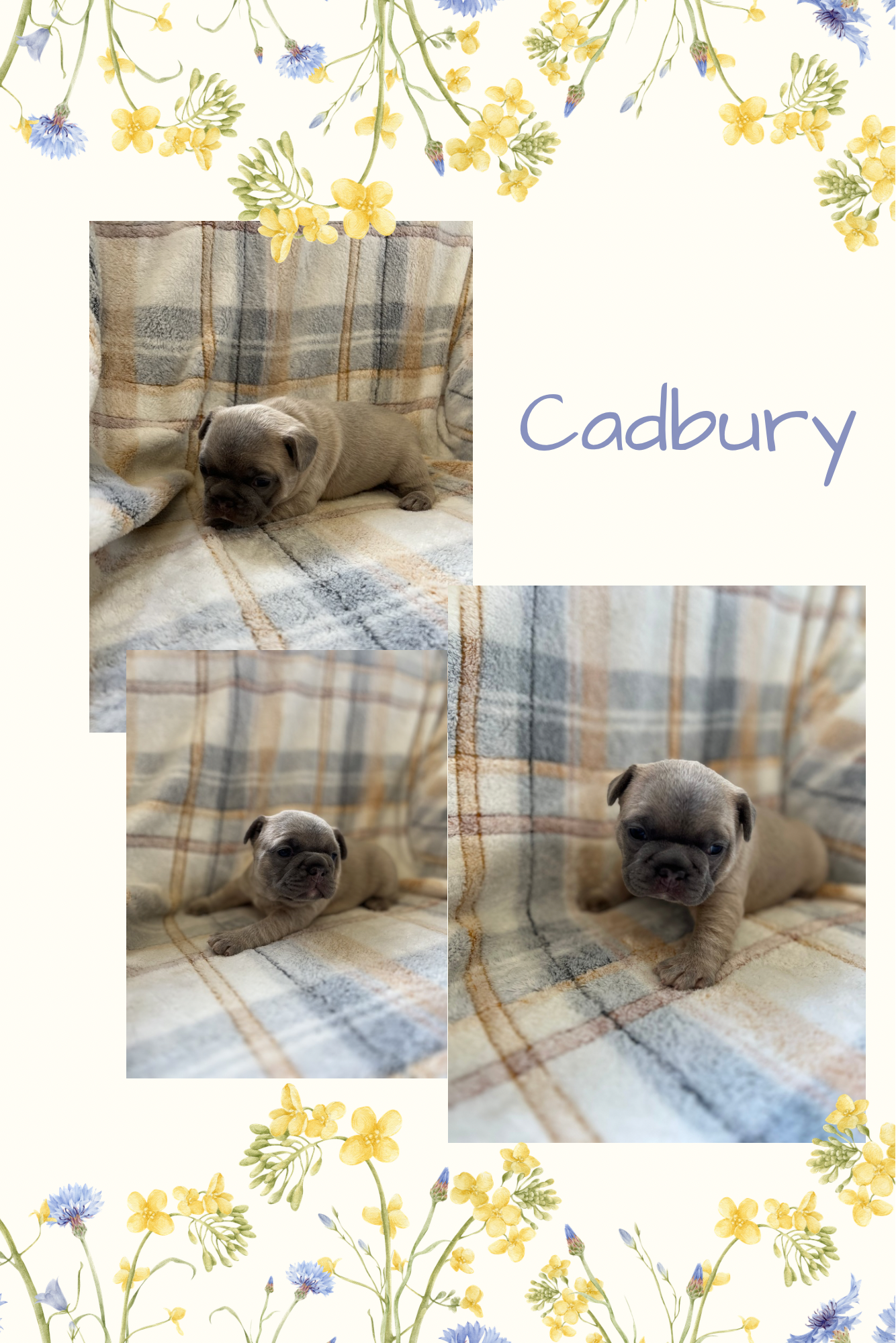 Cadbury – French Bulldog puppy for sale in Mora, MN