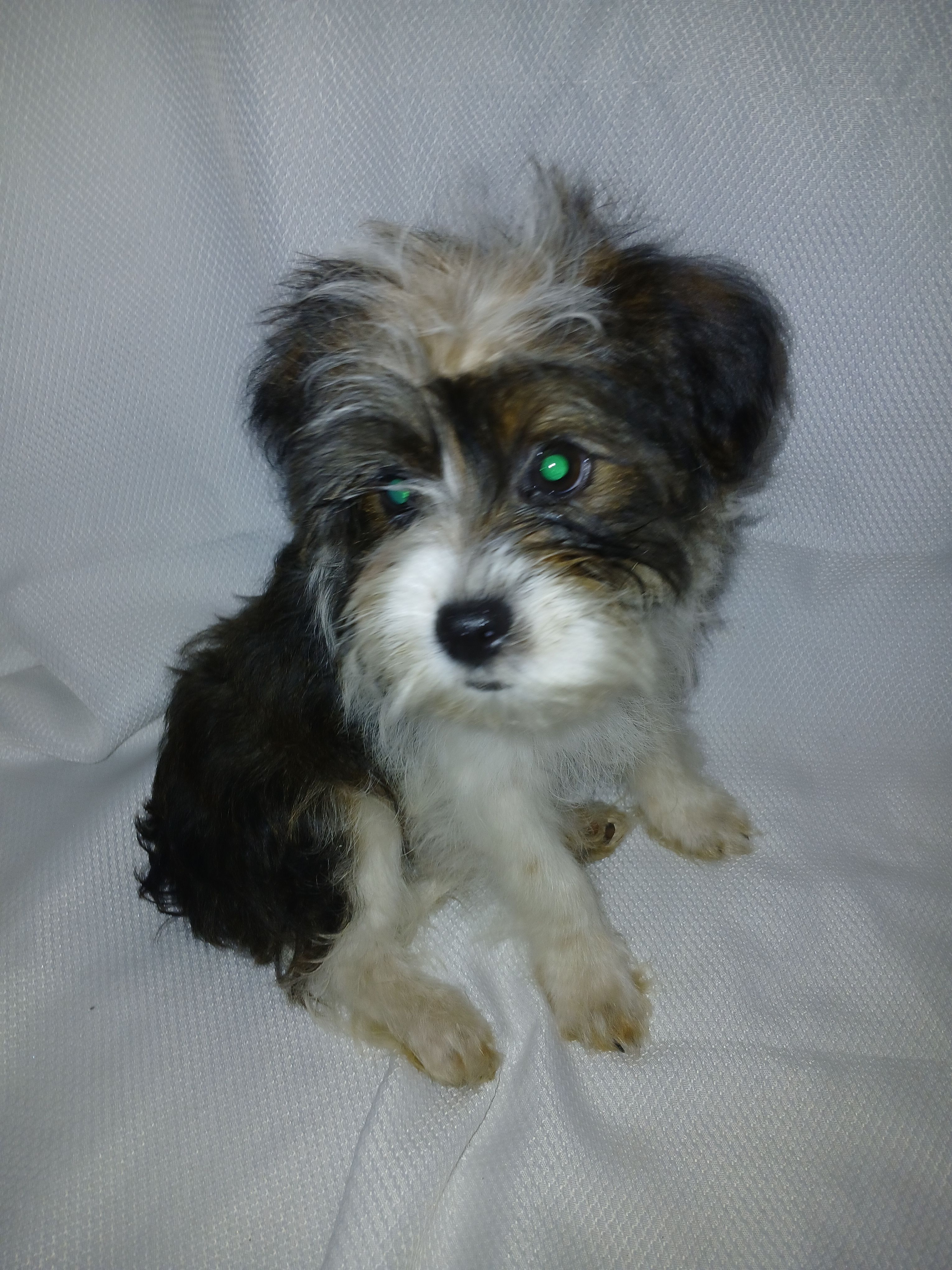 Louie – Shorkie puppy for sale in Plover, WI