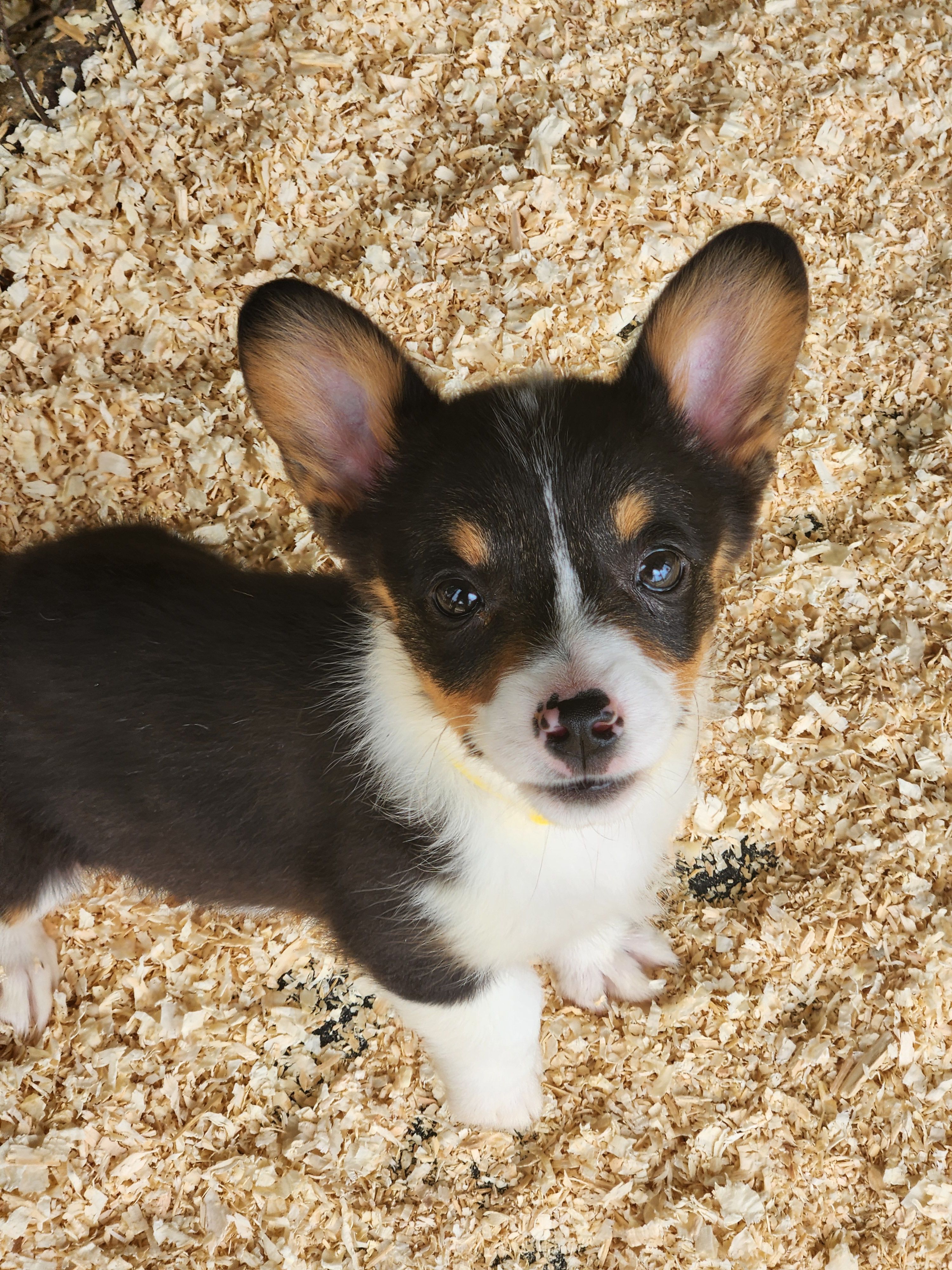 Yellow Collar Female – Pembroke Welsh Corgi puppy for sale in Martinsville, VA