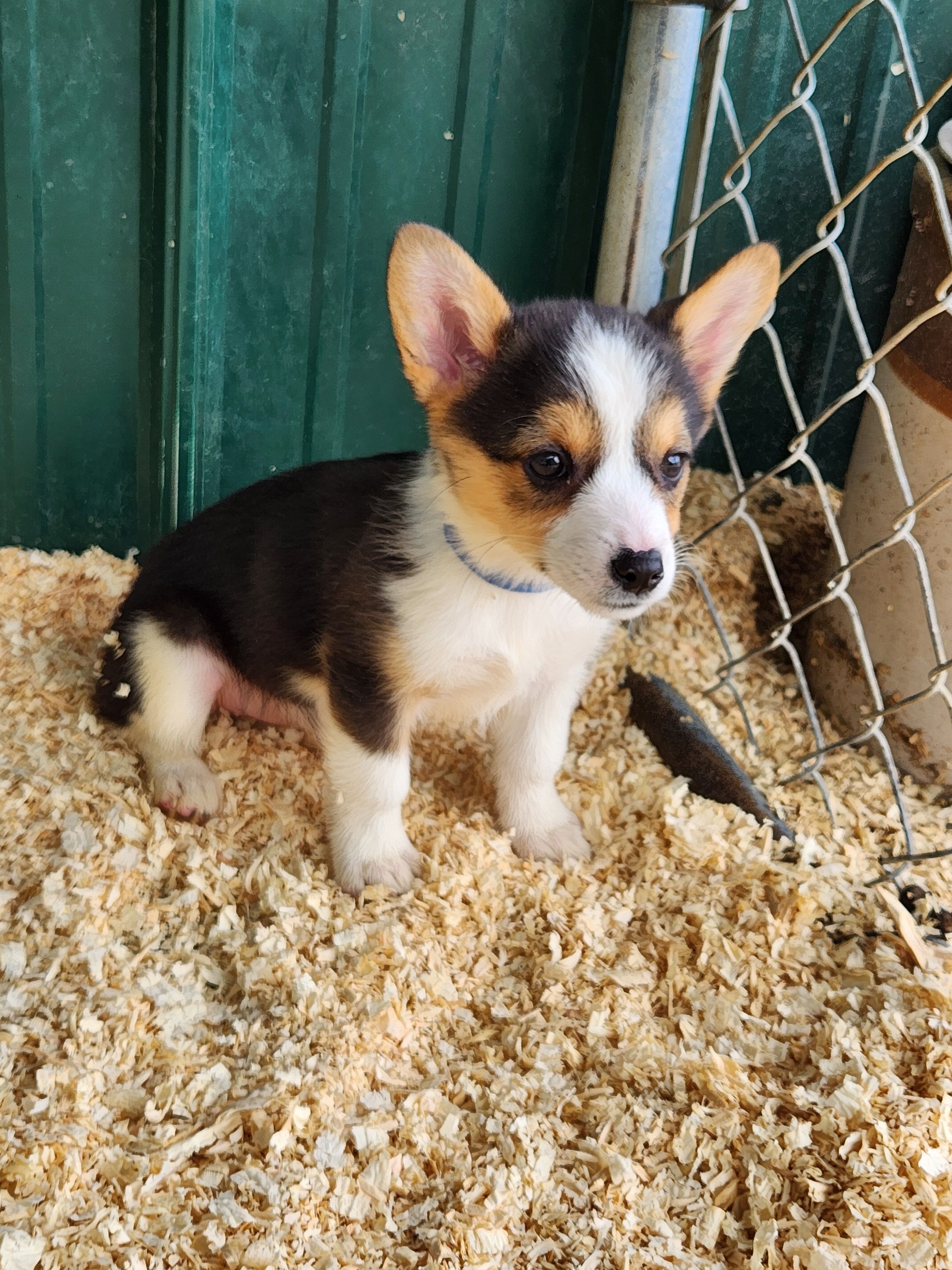Blue Collar Female – Pembroke Welsh Corgi puppy for sale in Martinsville, VA