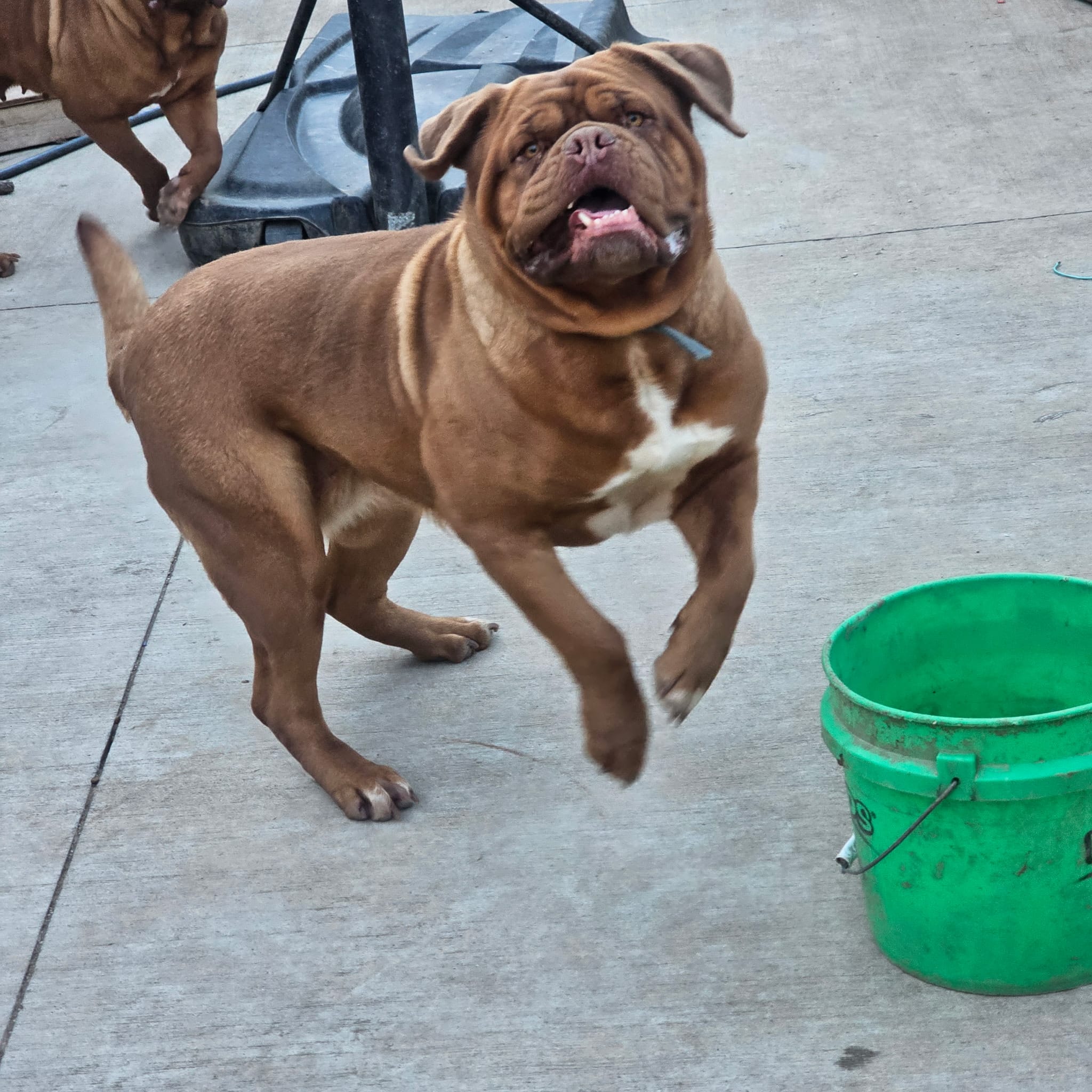 Tara – Dogue de Bordeaux puppy for sale in Milwaukee, WI