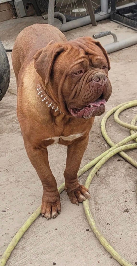 Danger – Dogue de Bordeaux puppy for sale in Milwaukee, WI