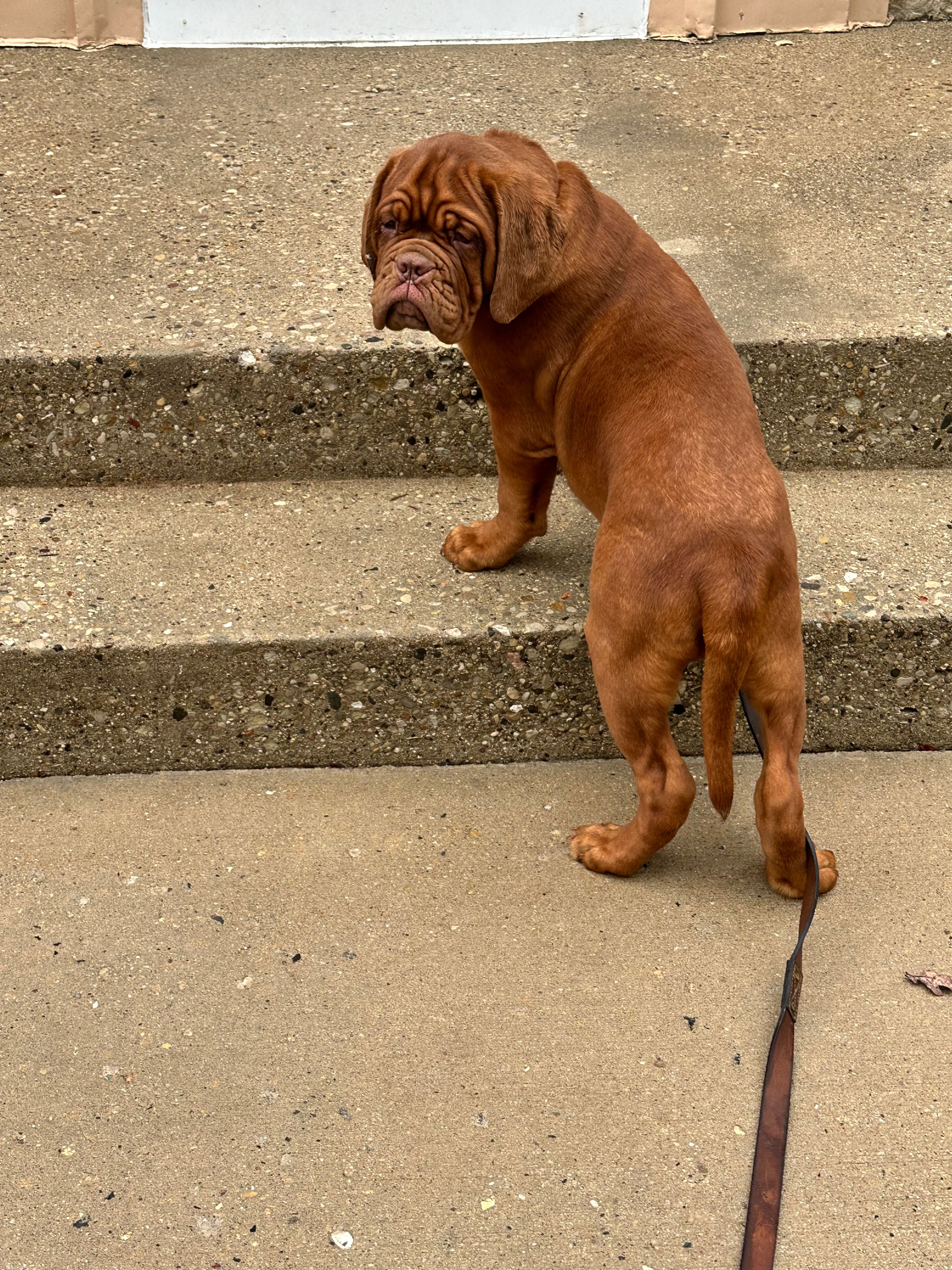 Brody – Dogue de Bordeaux puppy for sale in Milwaukee, WI
