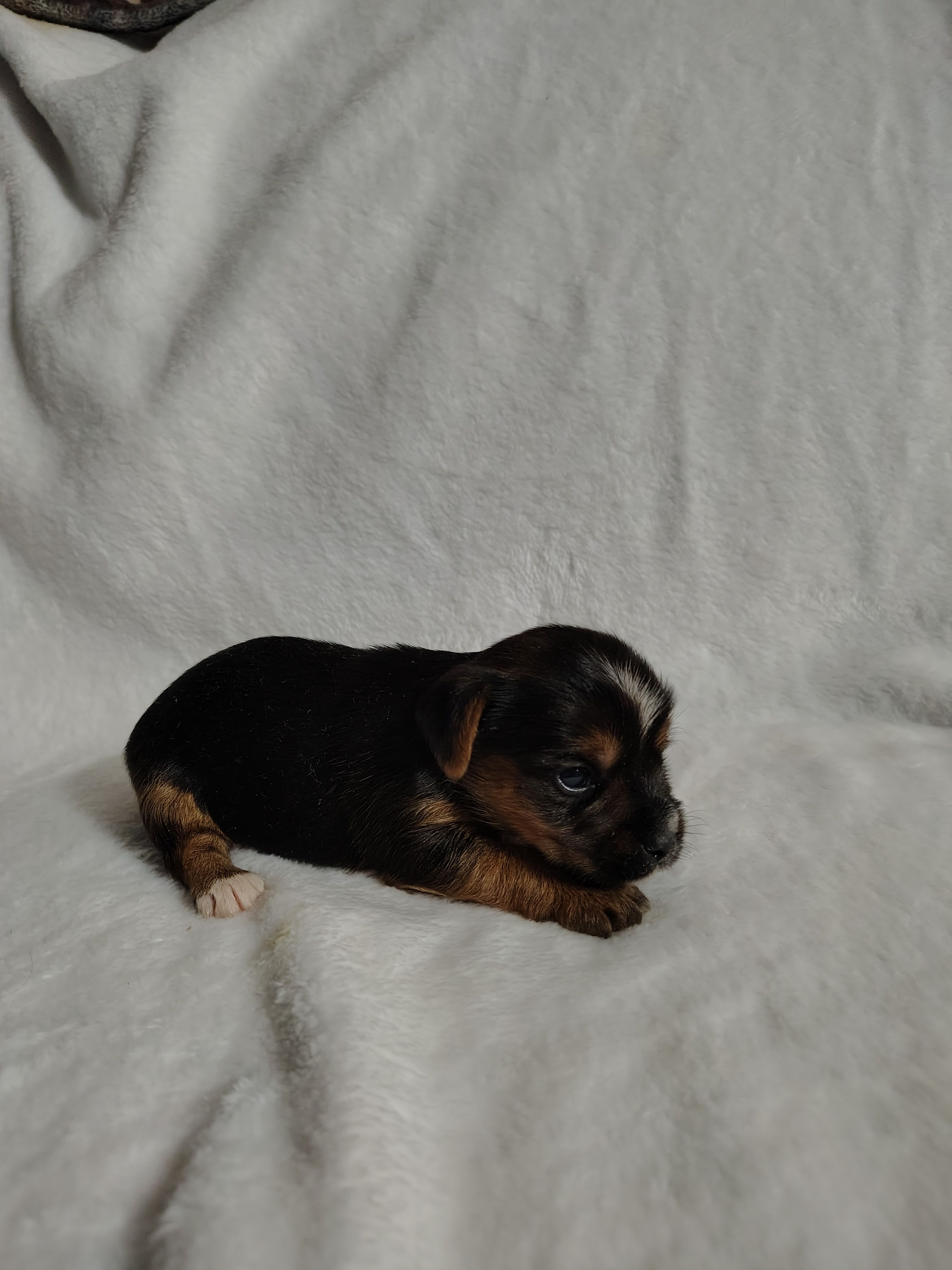 Poppy – Yorkshire Terrier puppy for sale in Grafton, WV