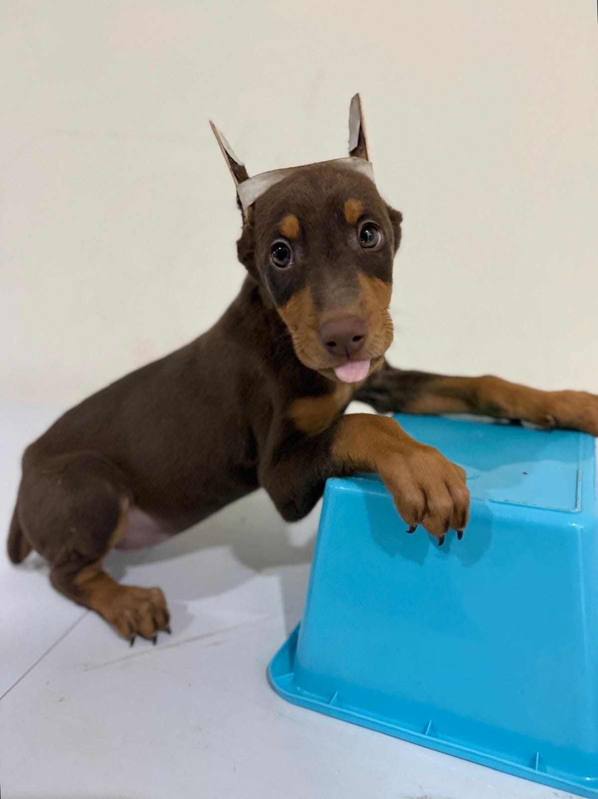 Kendra – Doberman Pinscher puppy for sale in San Diego, CA