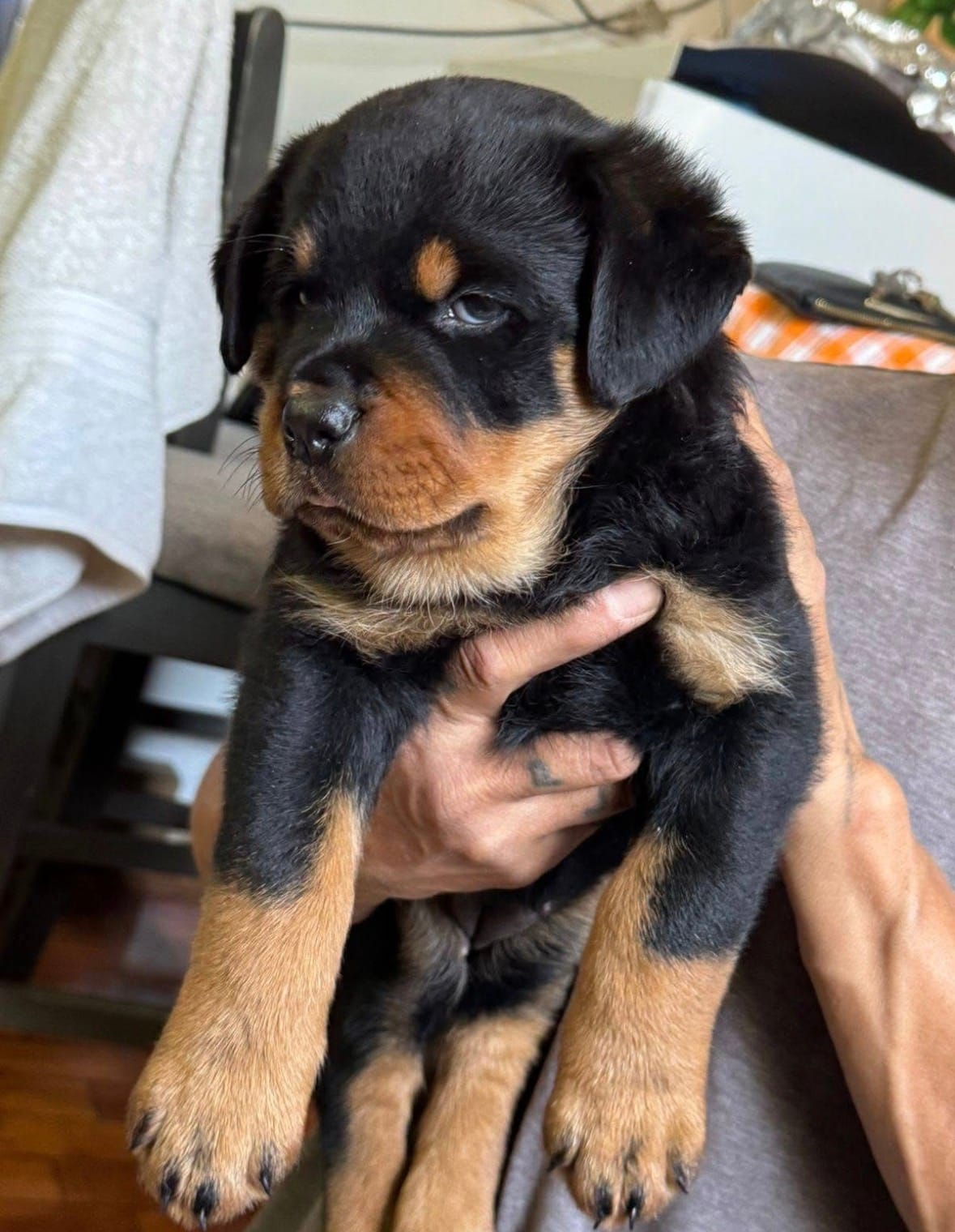 Zeus – Rottweiler puppy for sale in San Diego, CA