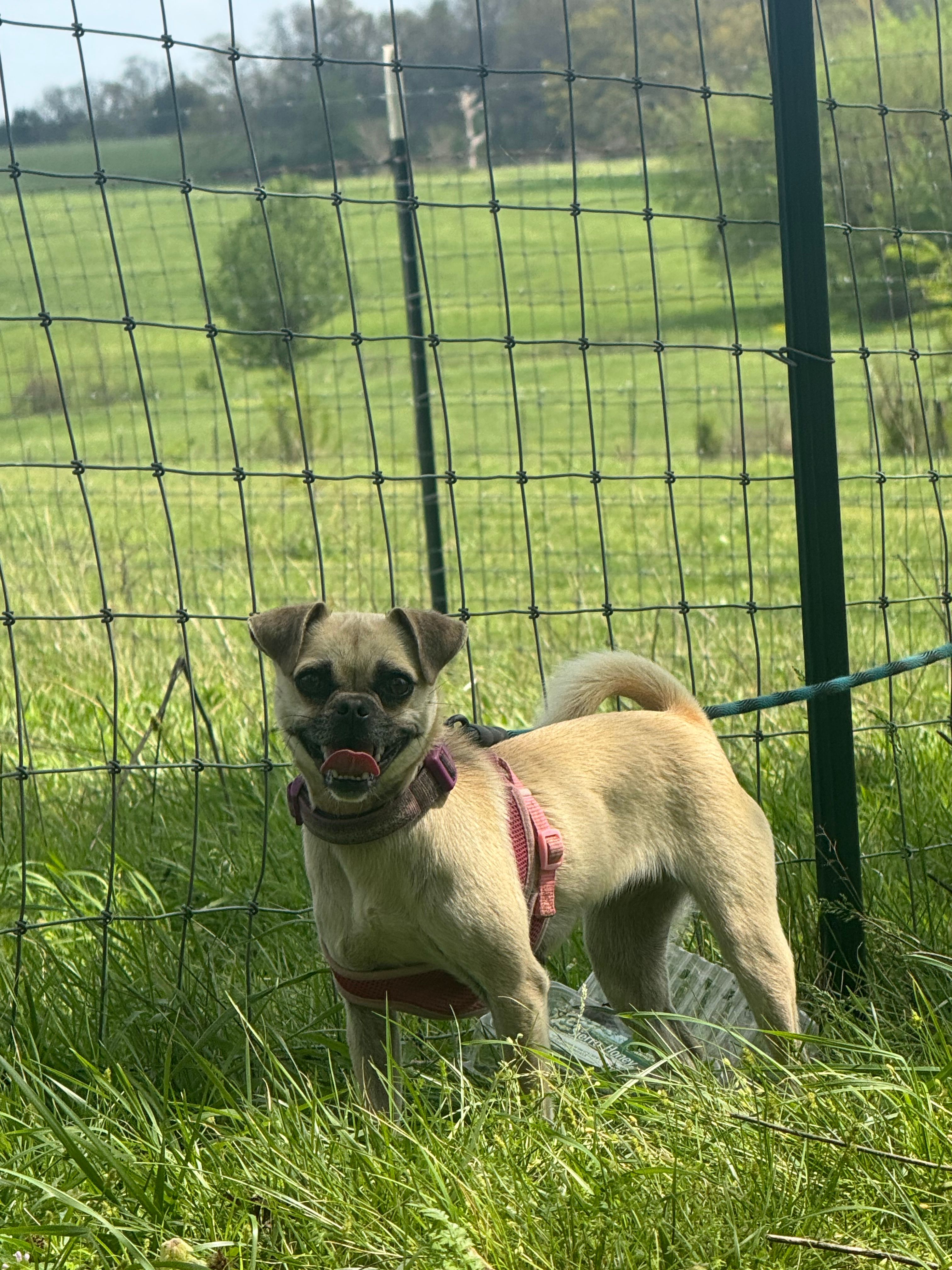 Sondra – Chihuahua, Pug puppy for sale in Springfield, MO