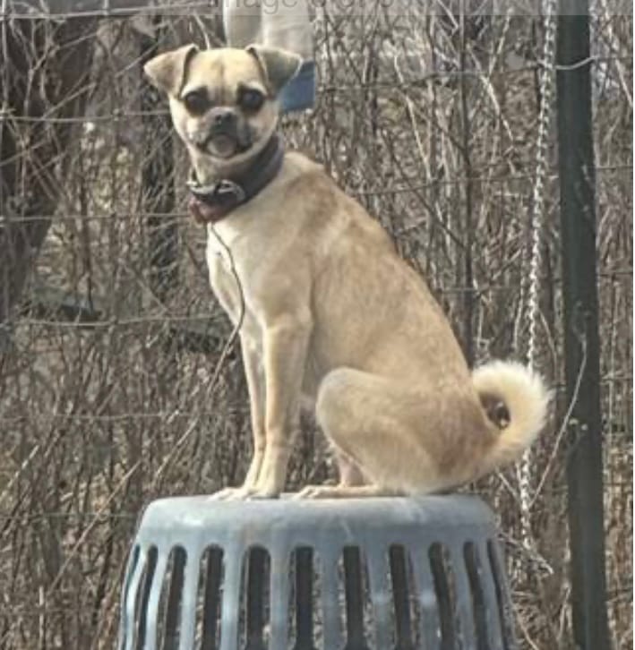 Sondra – Chihuahua, Pug puppy for sale in Springfield, MO