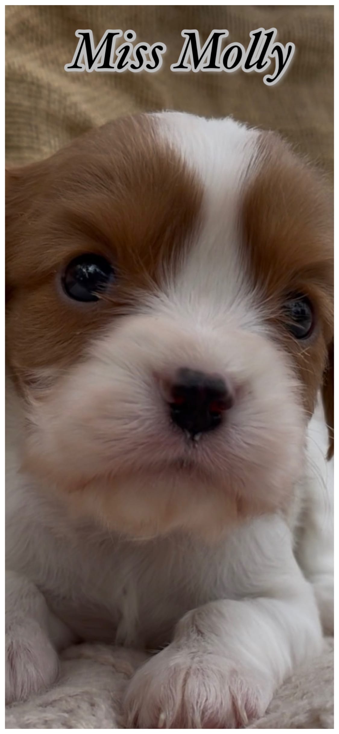 AKC Miss Molly – Cavalier King Charles Spaniel puppy for sale in Fordland, MO