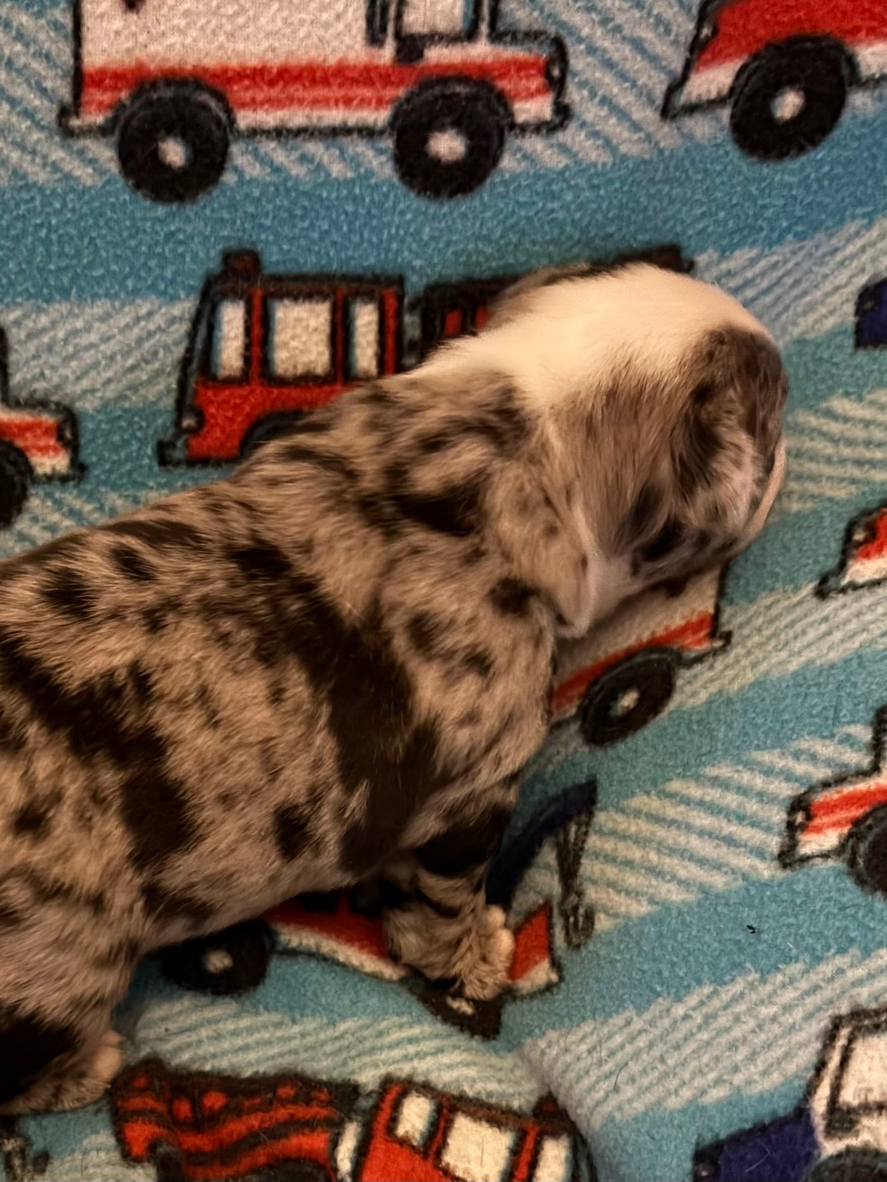 Female Boston terrier  – Boston Terrier puppy for sale in De Soto, MO