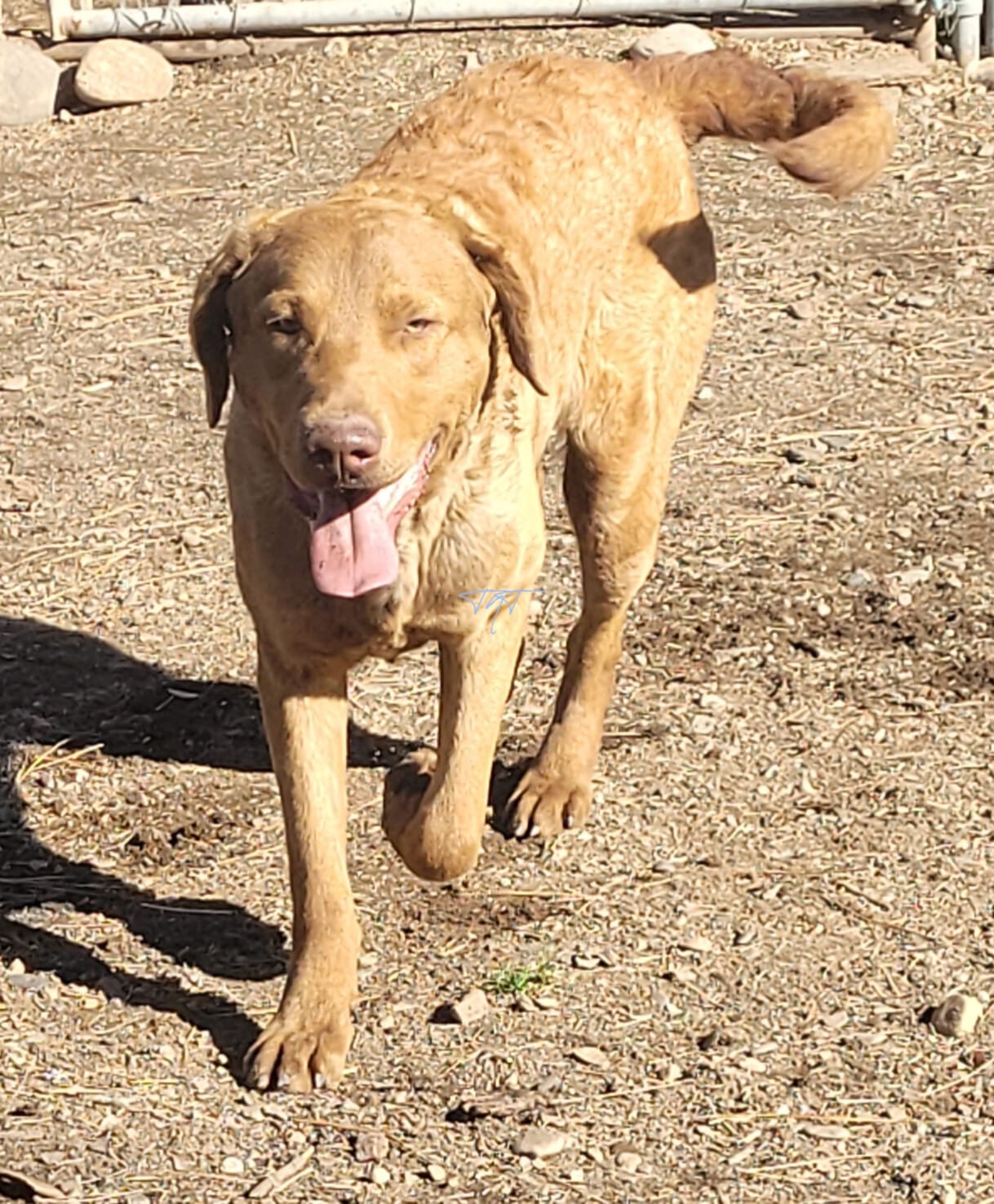 Woody  – Chesapeake Bay Retriever puppy for sale in Deer Park, WA