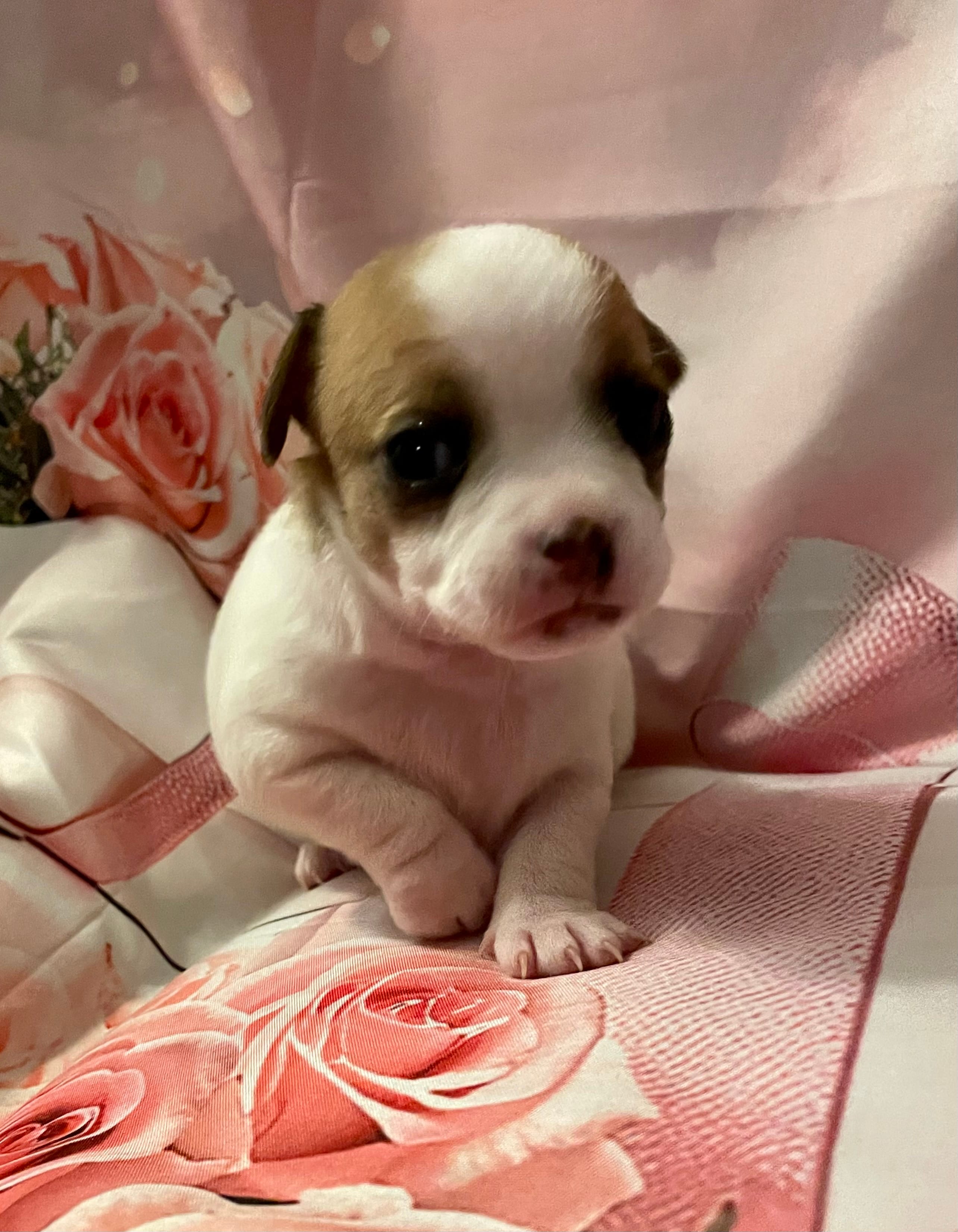 Chubby  – Chihuahua puppy for sale in Winston-Salem, NC