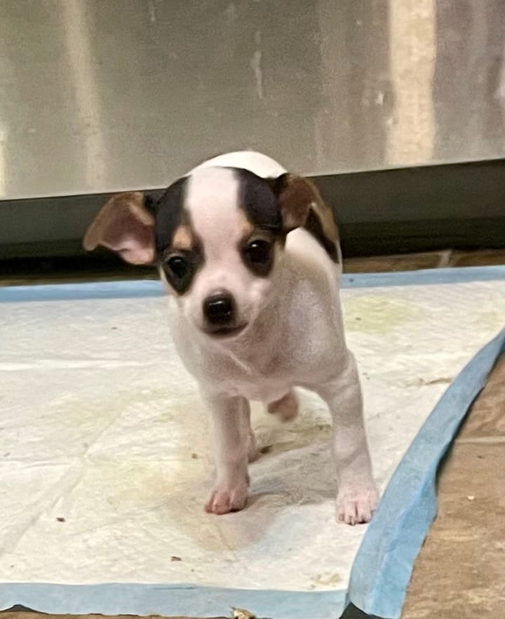 Buster – Chihuahua puppy for sale in Winston-Salem, NC
