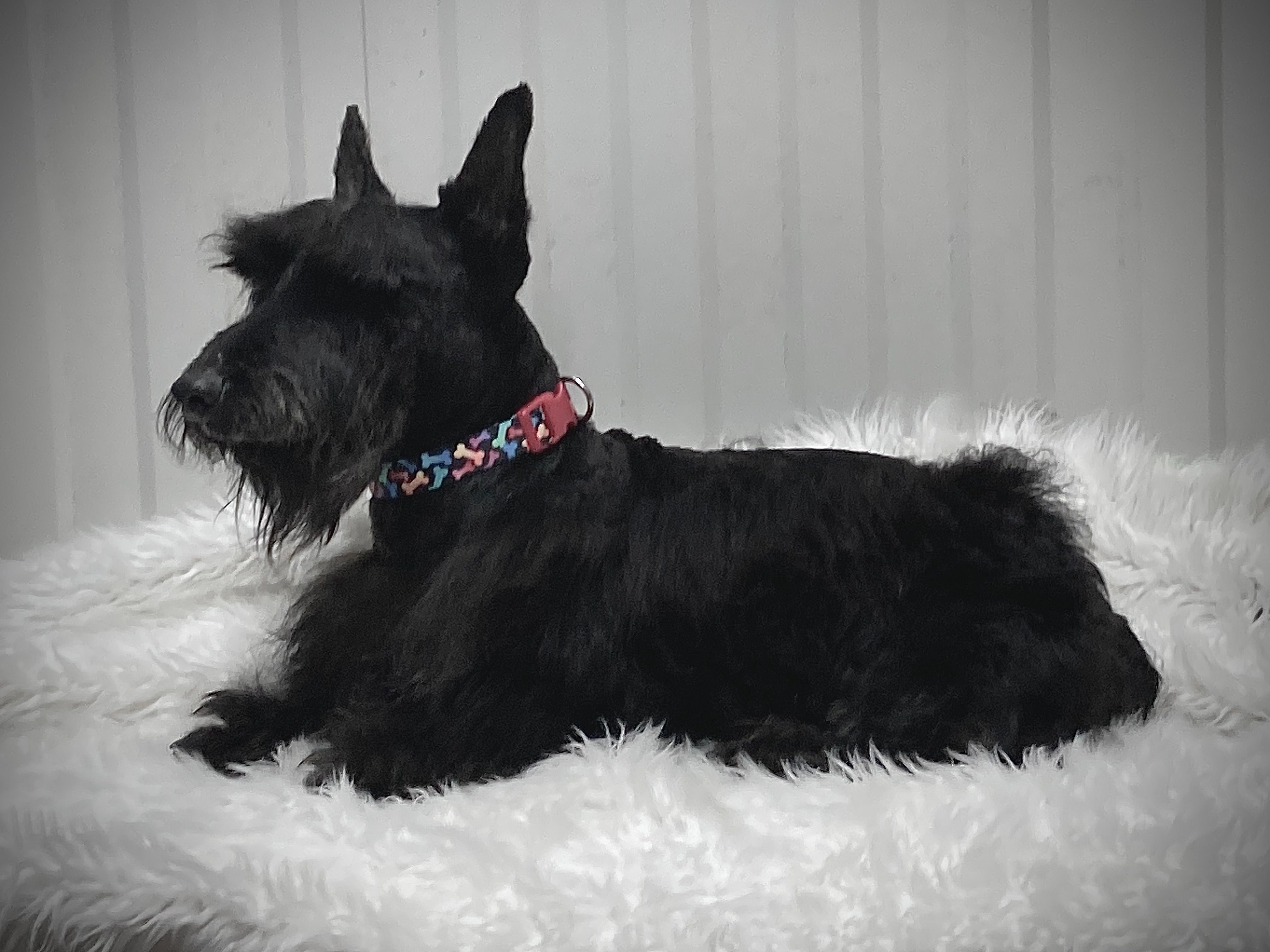 AKC Maximus – Scottish Terrier puppy for sale in Worden, MT