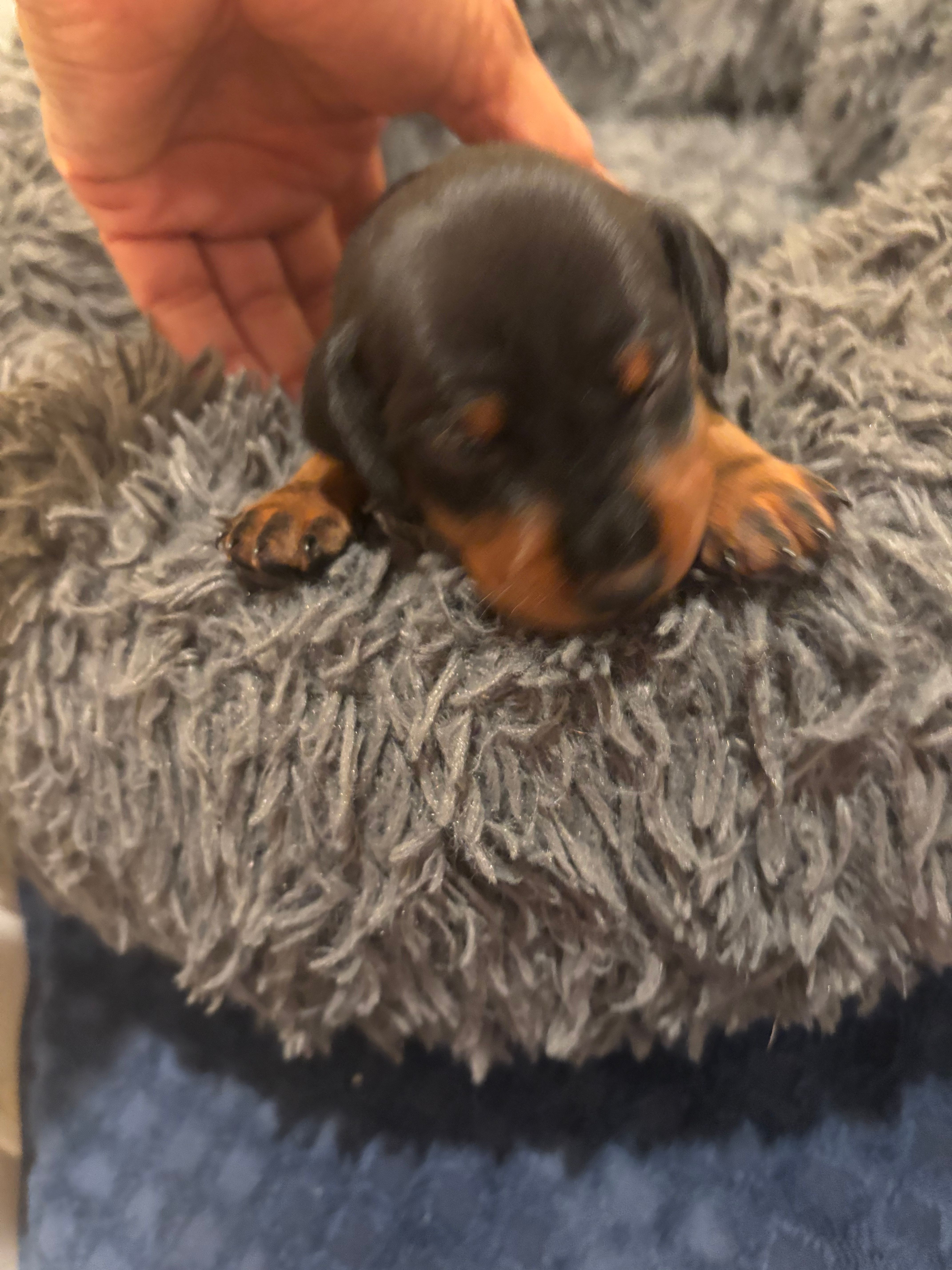 Slick – Miniature Pinscher puppy for sale in Mays Landing, NJ