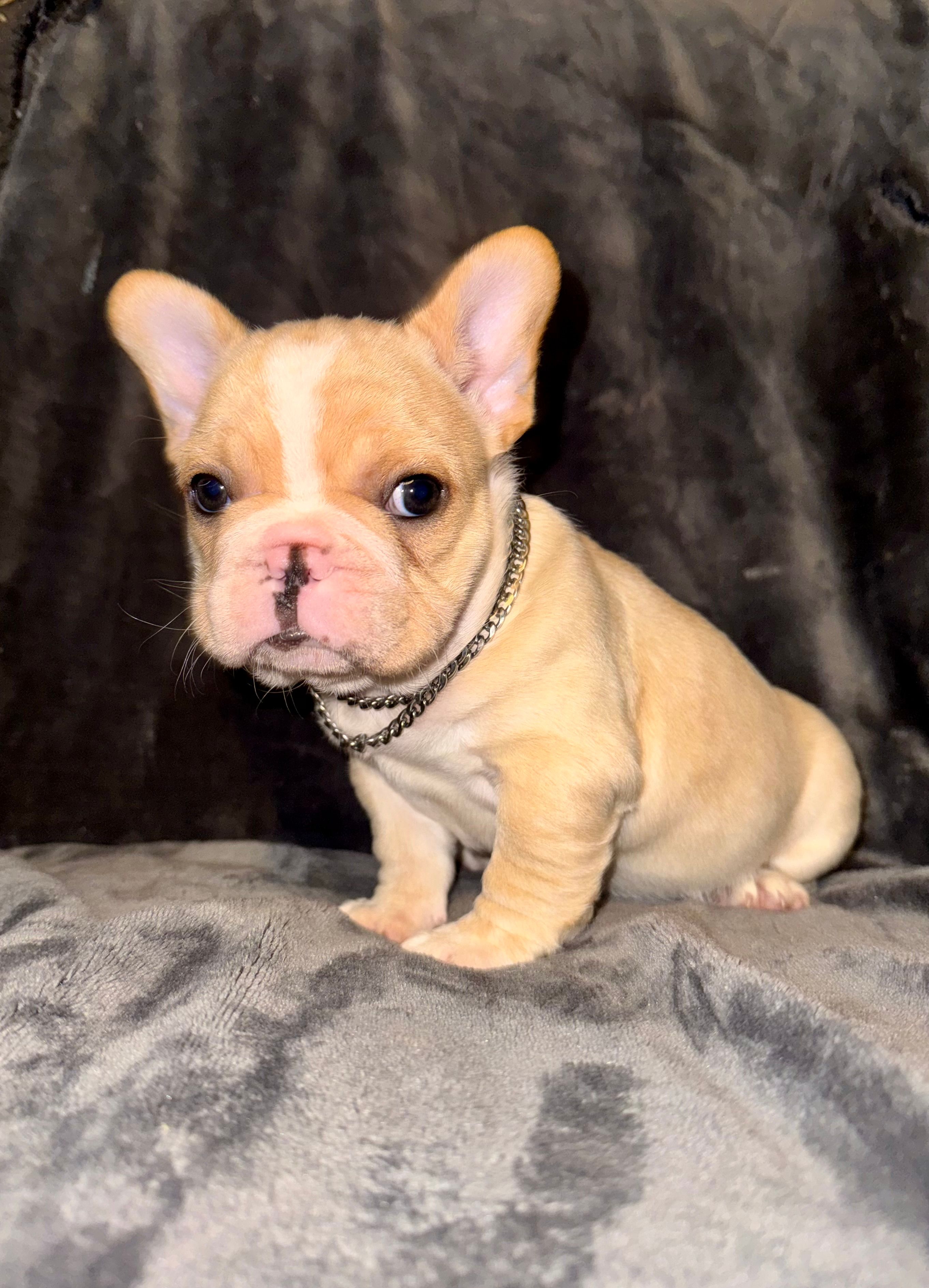 Cream Male – French Bulldog puppy for sale in Thayer, MO