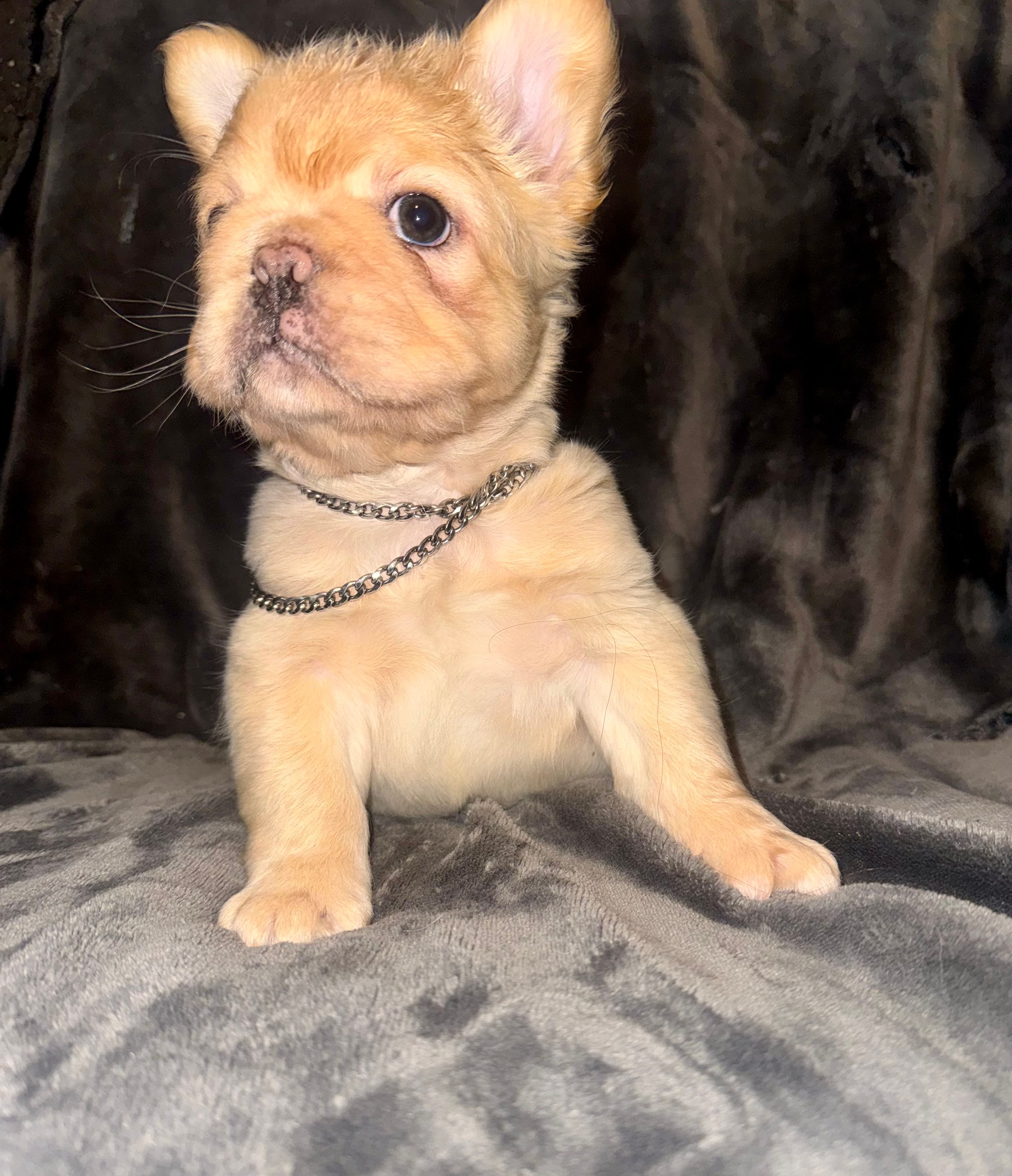 Fluffy Male – French Bulldog puppy for sale in Thayer, MO