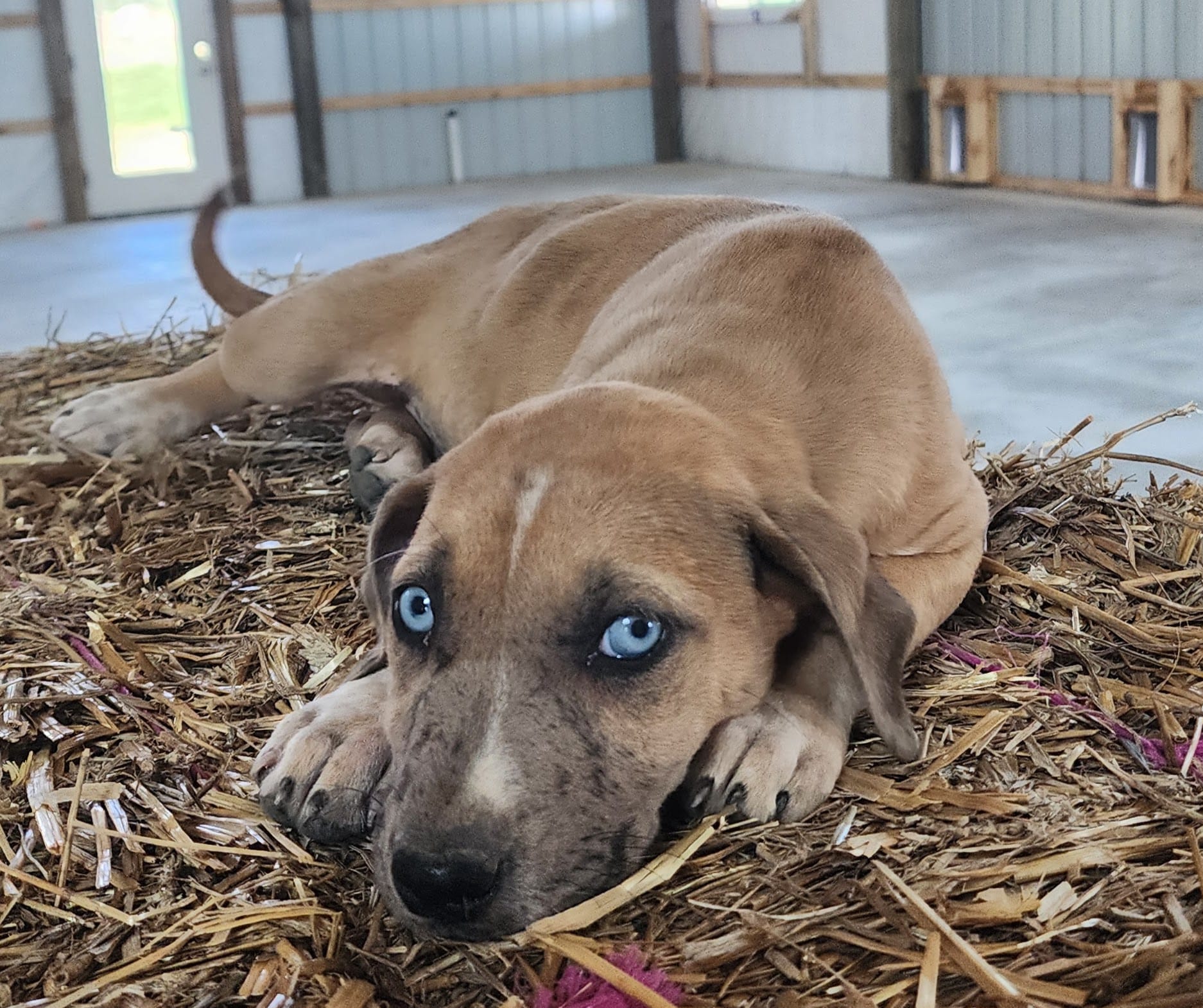 Duchess 2026 Female 2 – Catahoula Leopard Dog puppy for sale in Cumby, TX