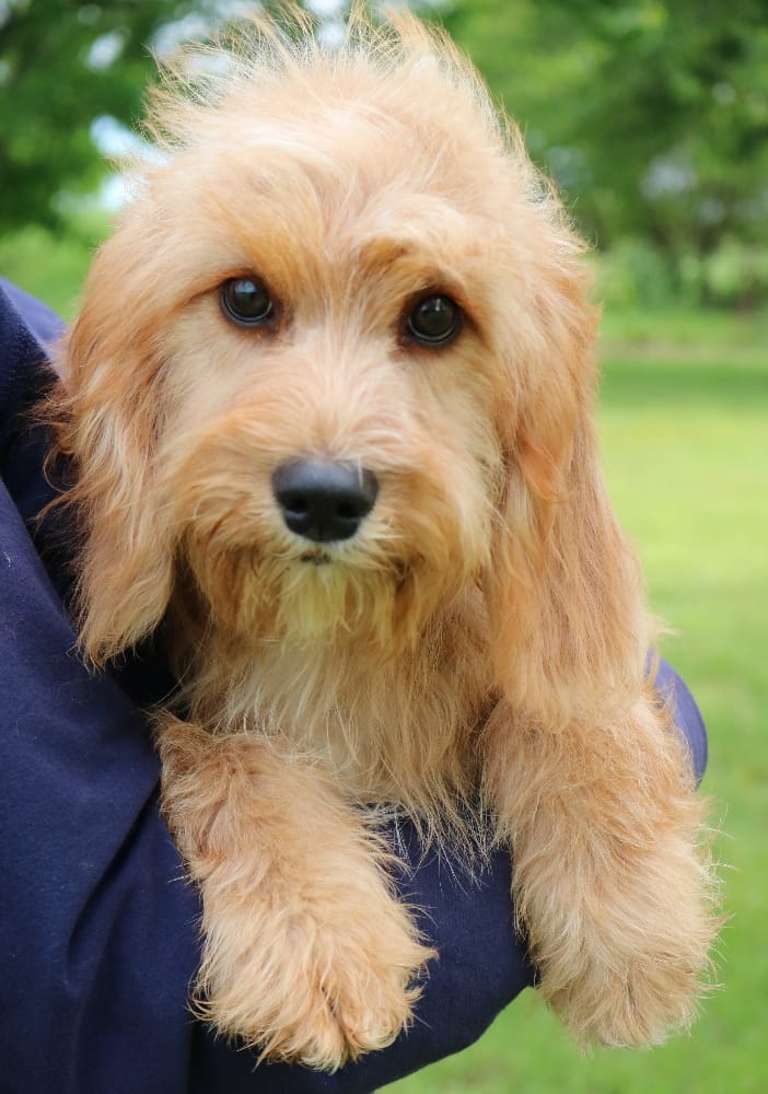 Harmony – Cavapoo puppy for sale in Joplin, MO