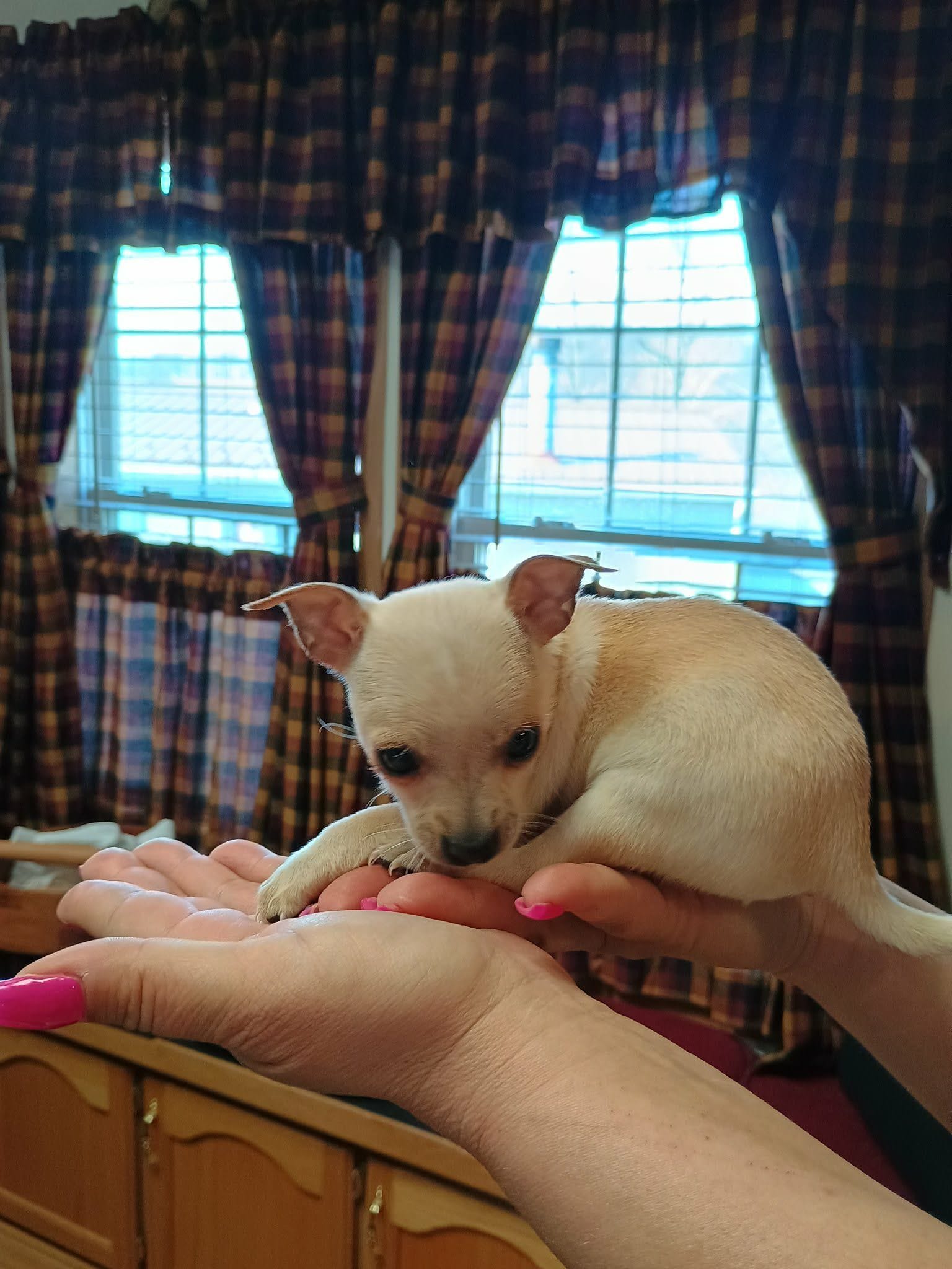 Charlie t-cup, a male Chihuahua for sale in Kutztown, PA – Photo 2 of 6