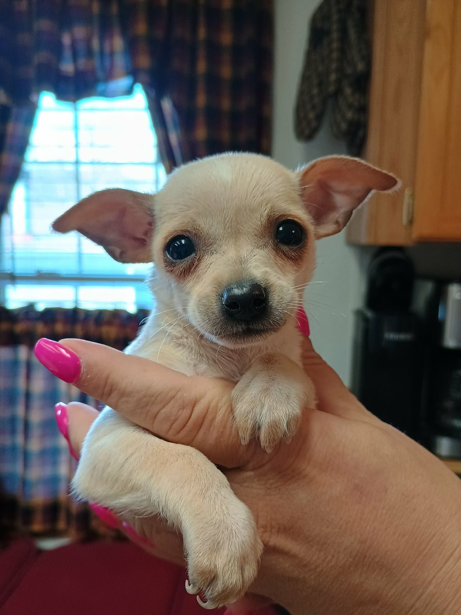 Charlie t-cup – Chihuahua puppy for sale in Kutztown, PA