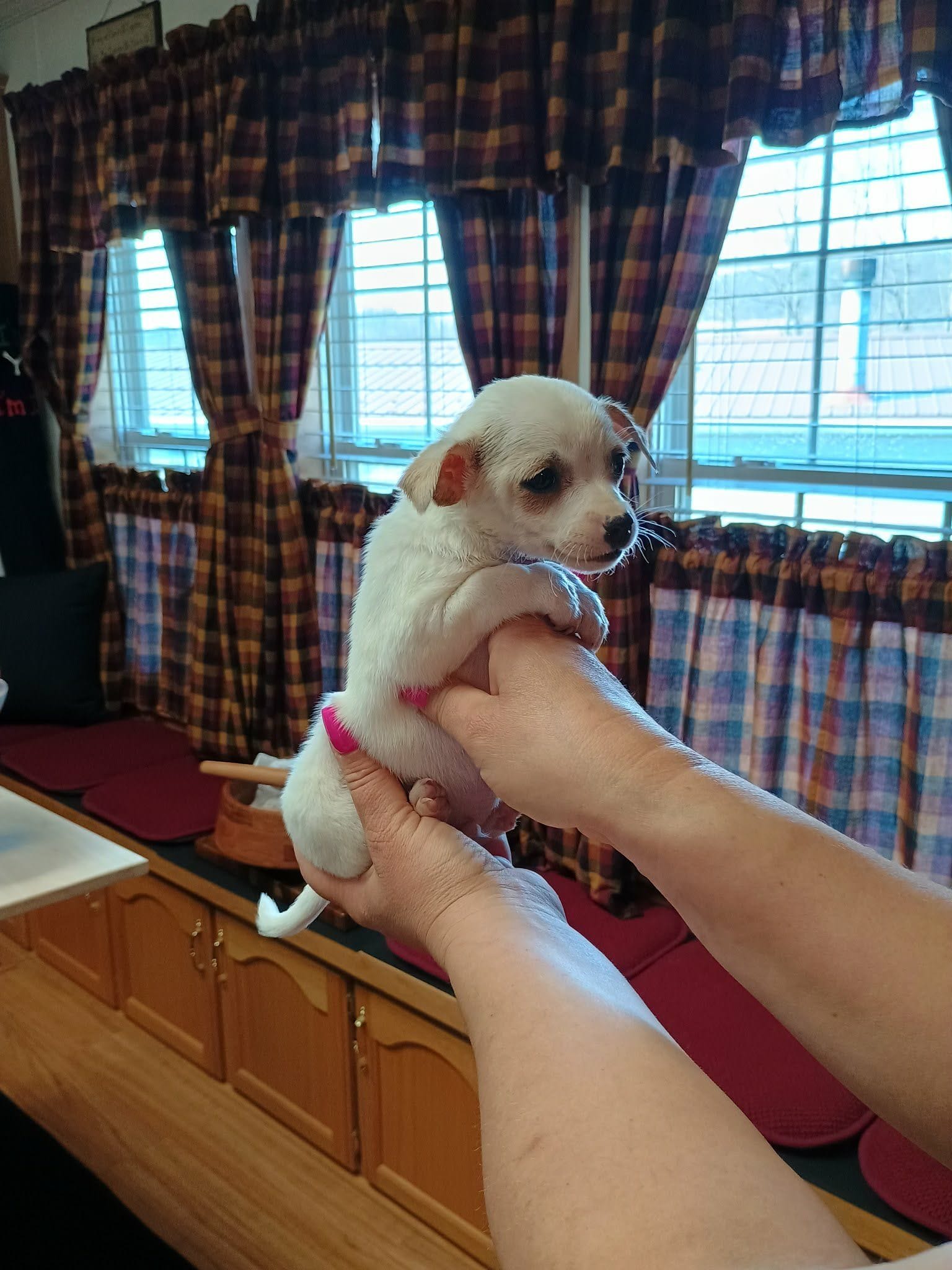 Peanut t-cup, a male Chihuahua for sale in Kutztown, PA – Photo 6 of 8