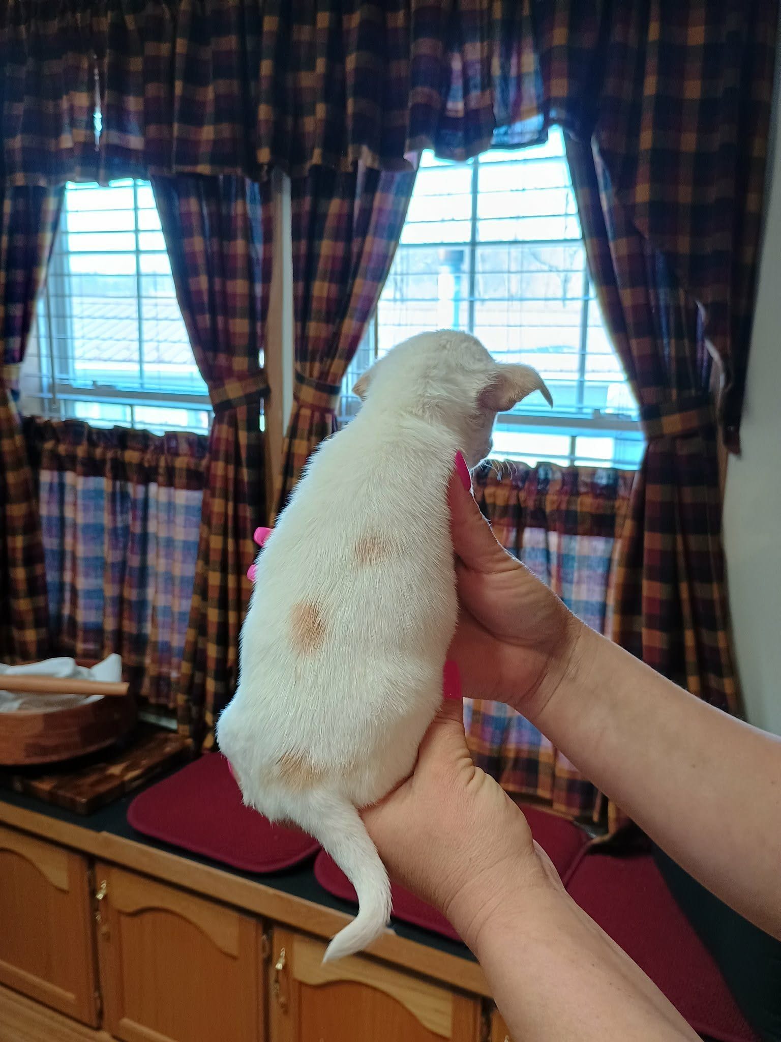 Peanut t-cup, a male Chihuahua for sale in Kutztown, PA – Photo 7 of 8