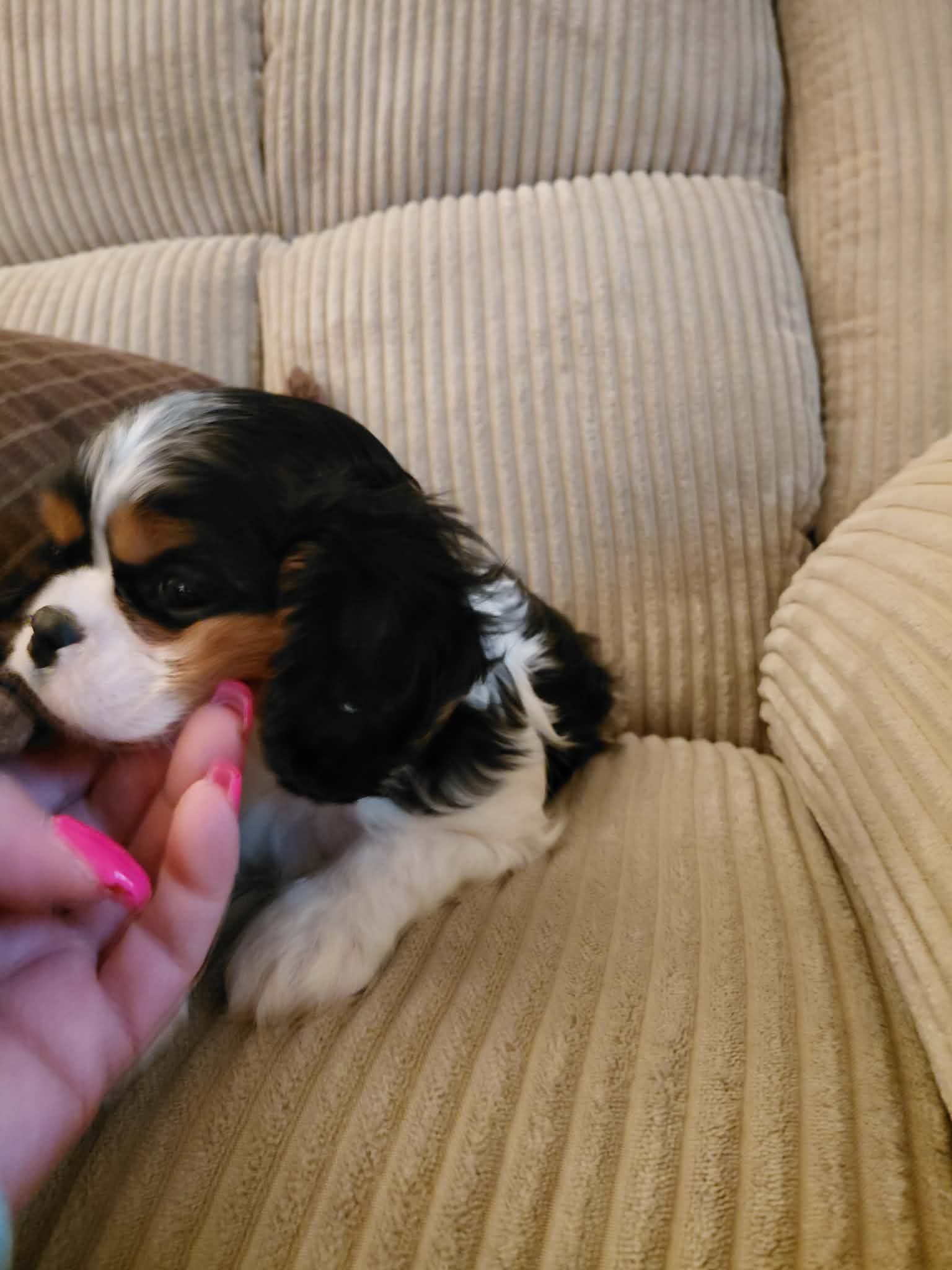 Milo, a male Cavalier King Charles Spaniel for sale in Kutztown, PA – Photo 4 of 4