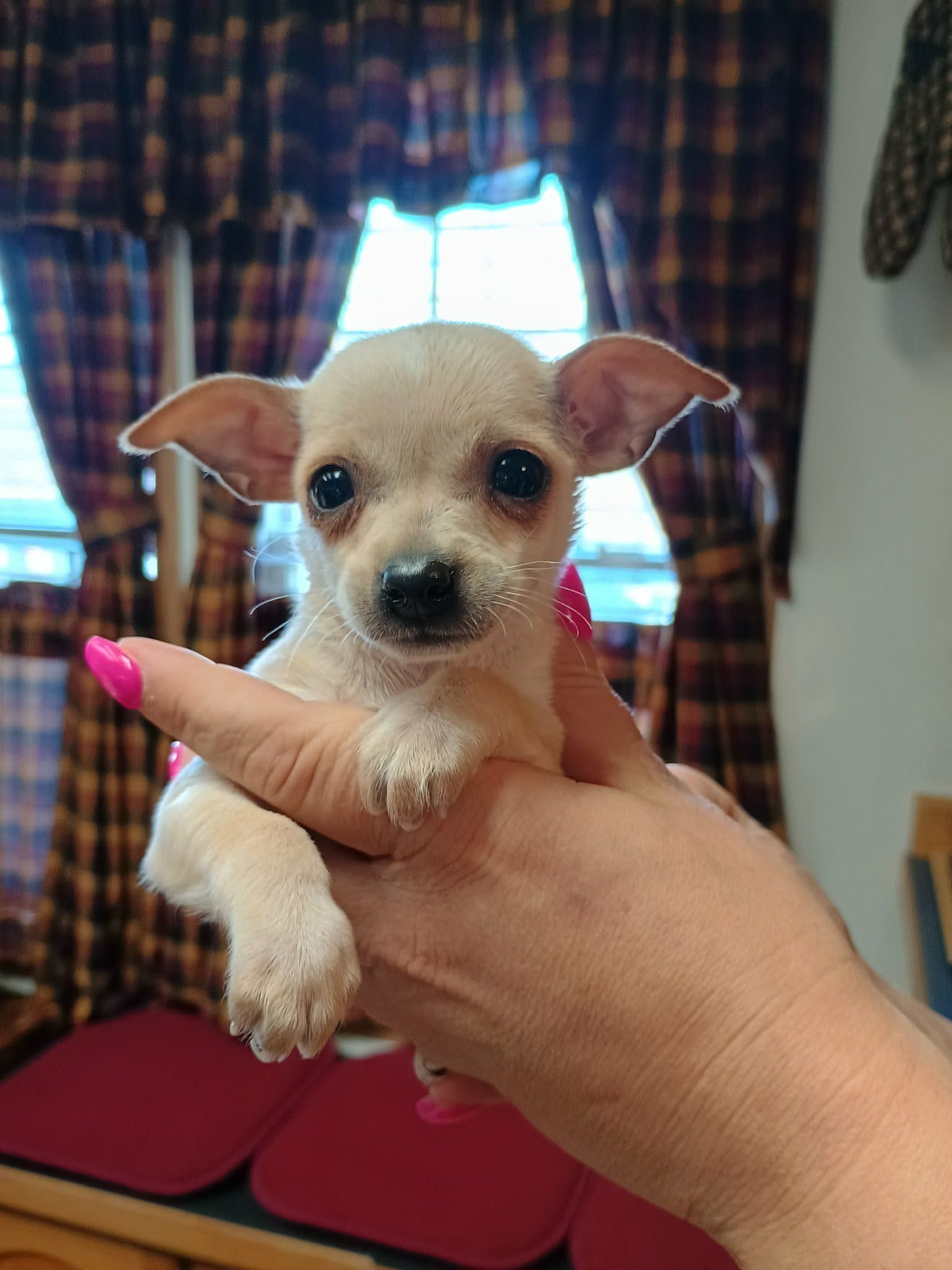 Charlie t-cup, a male Chihuahua for sale in Kutztown, PA – Photo 6 of 6