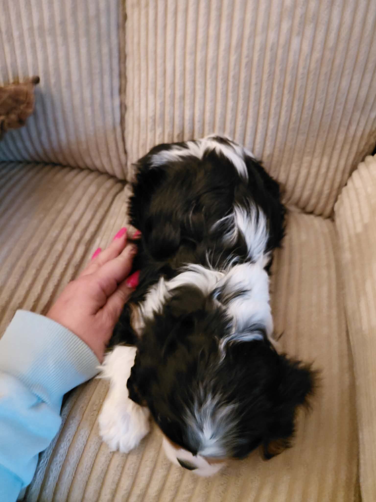 Milo, a male Cavalier King Charles Spaniel for sale in Kutztown, PA – Photo 3 of 4