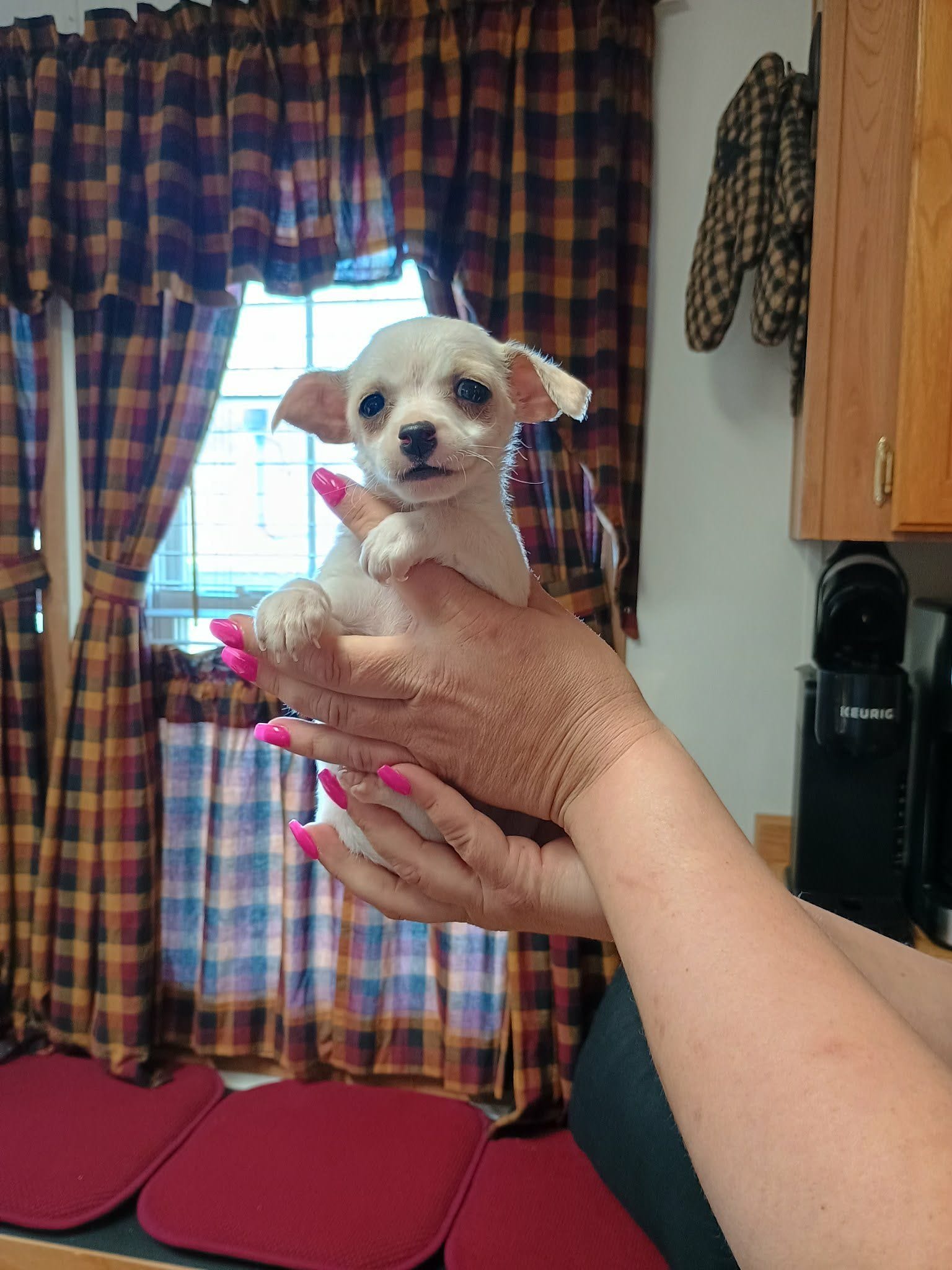 Peanut t-cup, a male Chihuahua for sale in Kutztown, PA – Photo 8 of 8
