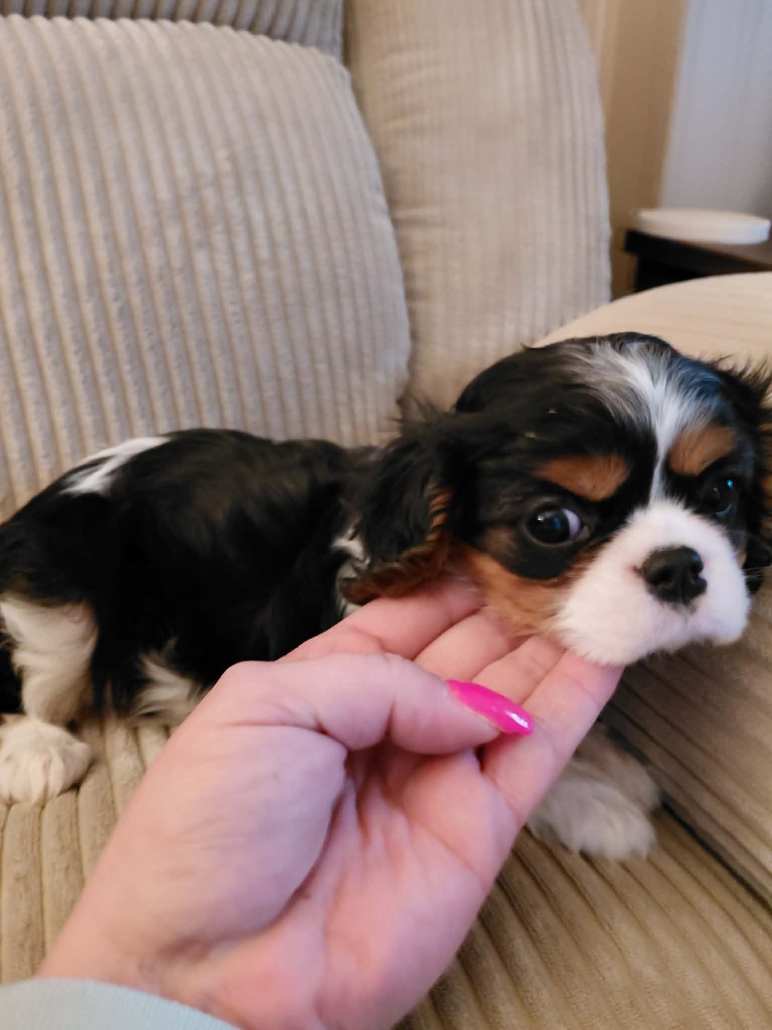 Milo, a male Cavalier King Charles Spaniel for sale in Kutztown, PA – Photo 2 of 4