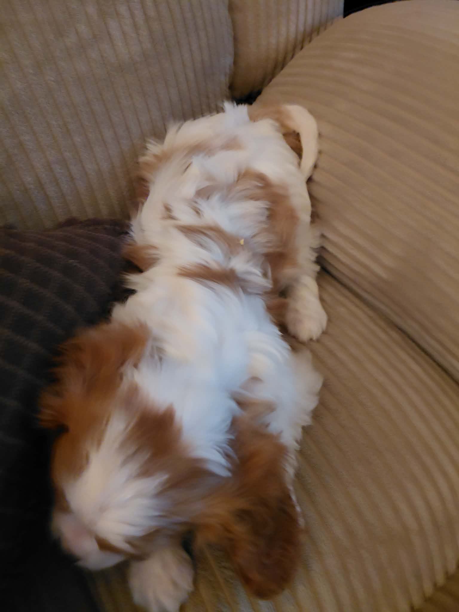 Millie, a female Cavalier King Charles Spaniel for sale in Kutztown, PA – Photo 3 of 4