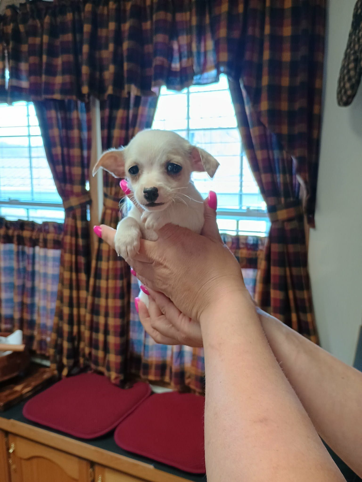 Peanut t-cup, a male Chihuahua for sale in Kutztown, PA – Photo 5 of 8