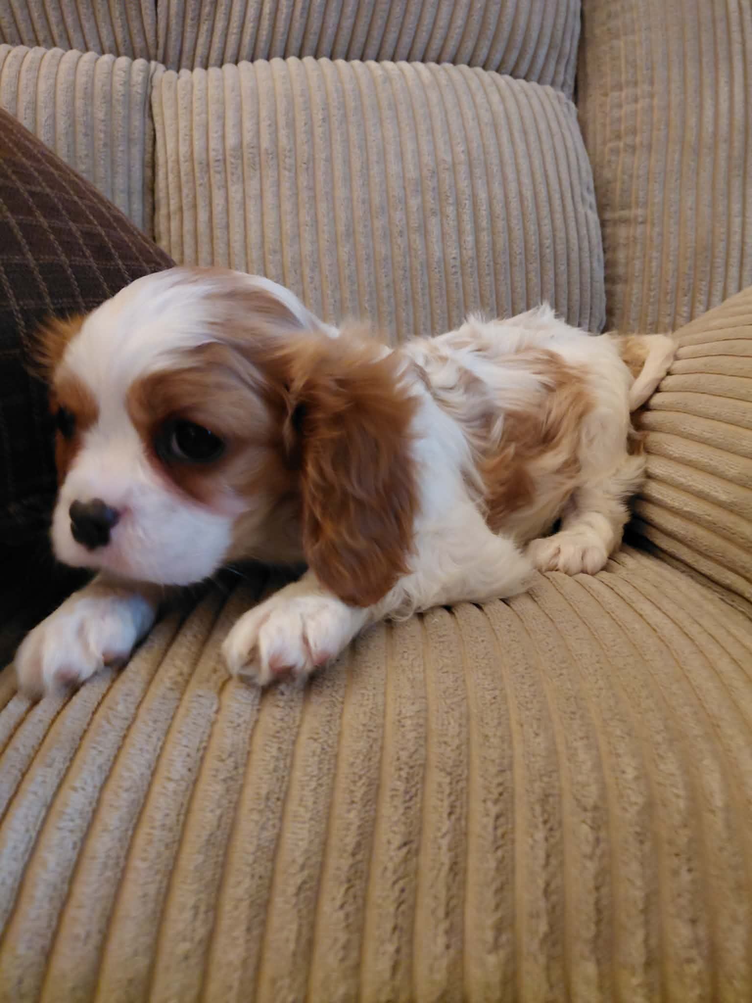 Millie, a female Cavalier King Charles Spaniel for sale in Kutztown, PA – Photo 2 of 4