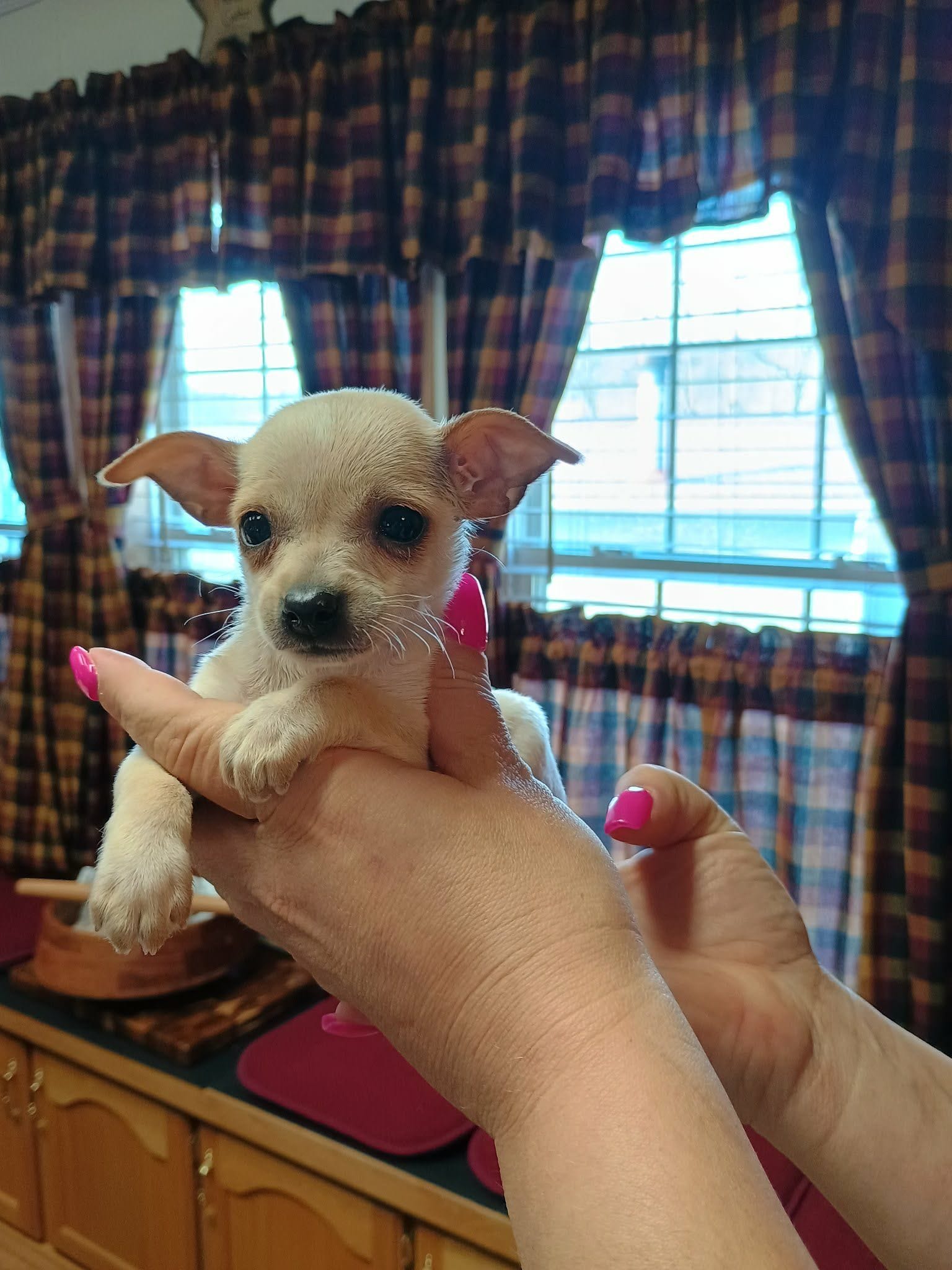 Charlie t-cup, a male Chihuahua for sale in Kutztown, PA – Photo 3 of 6