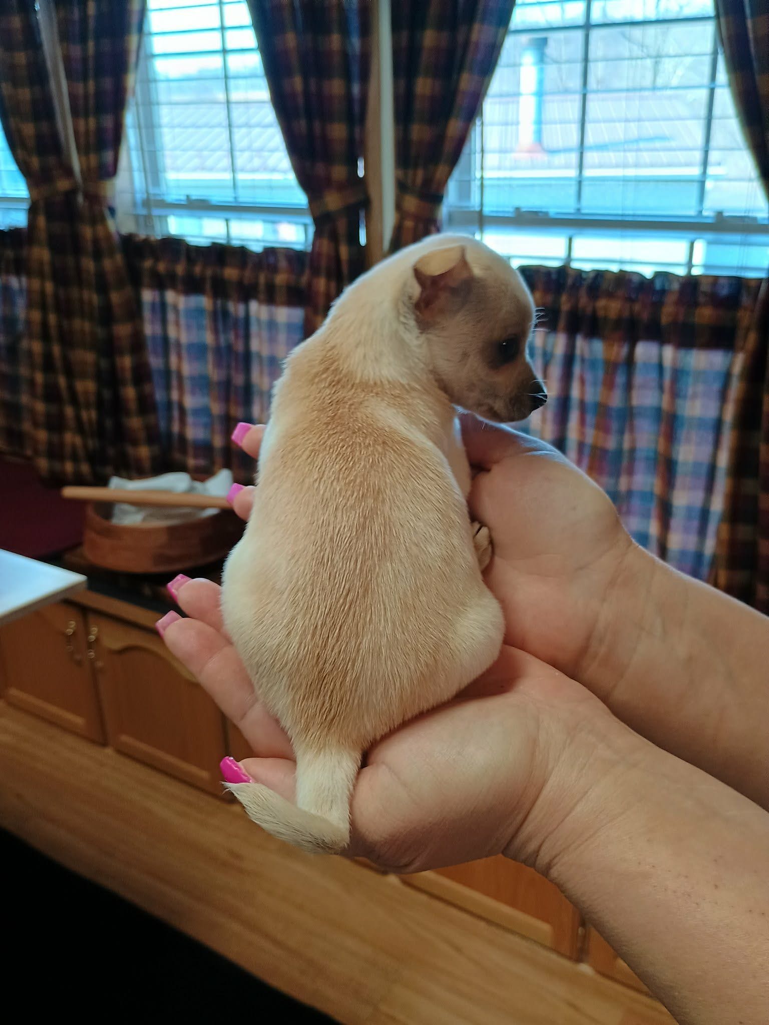 Charlie t-cup, a male Chihuahua for sale in Kutztown, PA – Photo 5 of 6