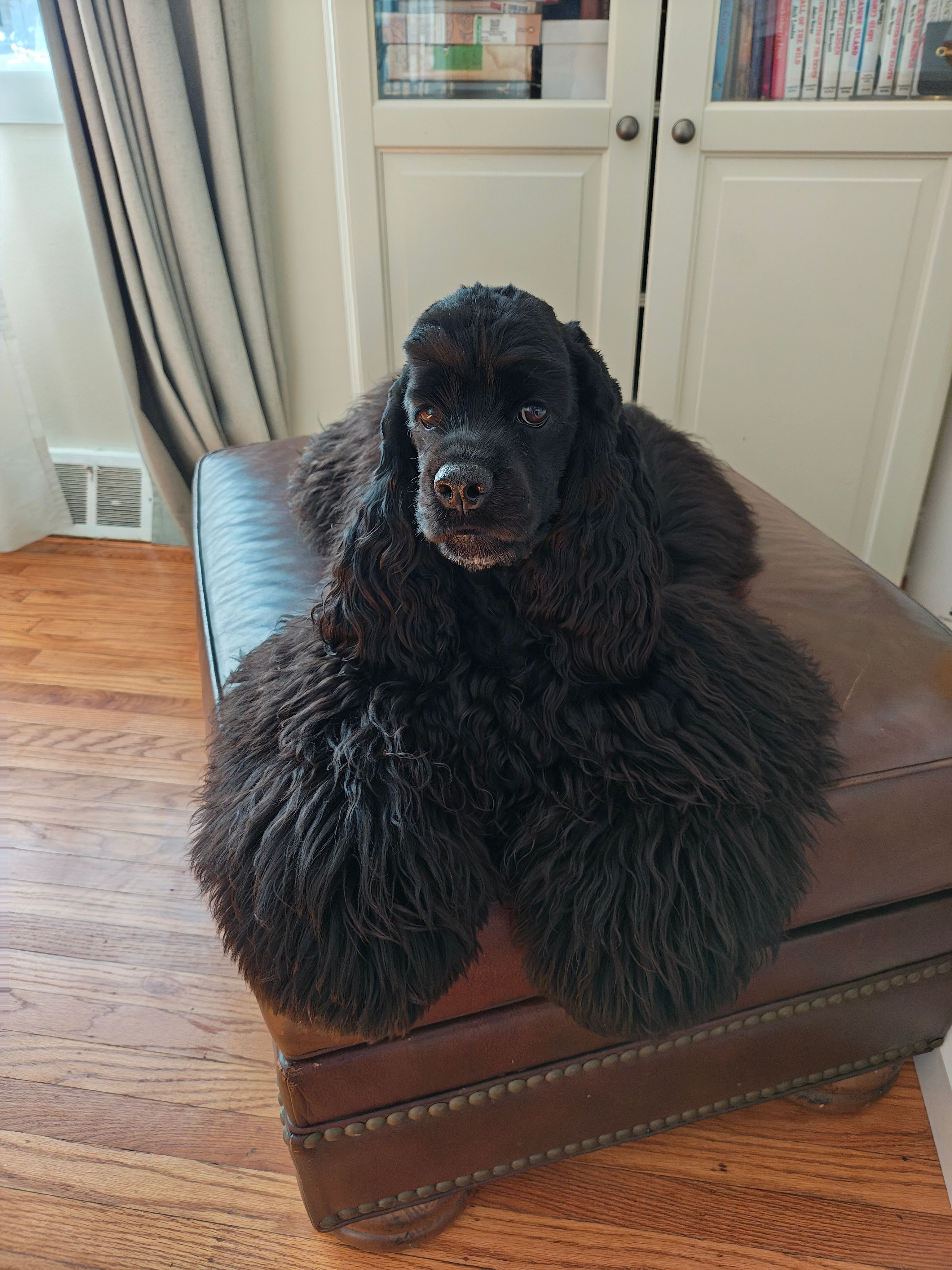 Milo – Cocker Spaniel puppy for sale in Cherry Hill Township, NJ