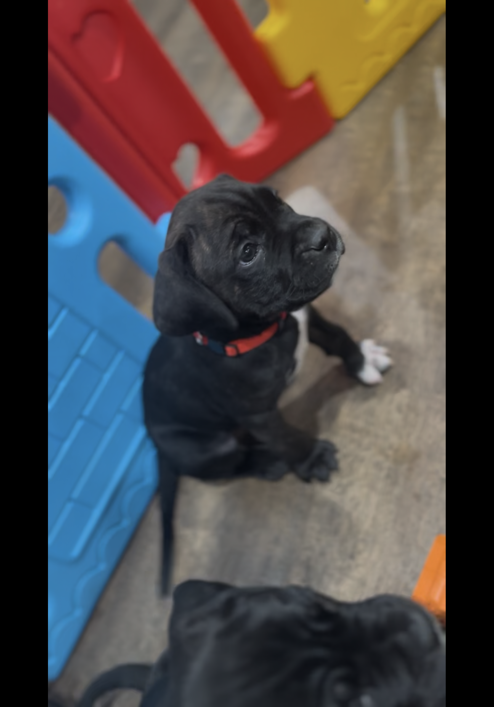 Phoenix (Red Boy) – Boxer, Cane Corso puppy for sale in Glendale Heights, IL