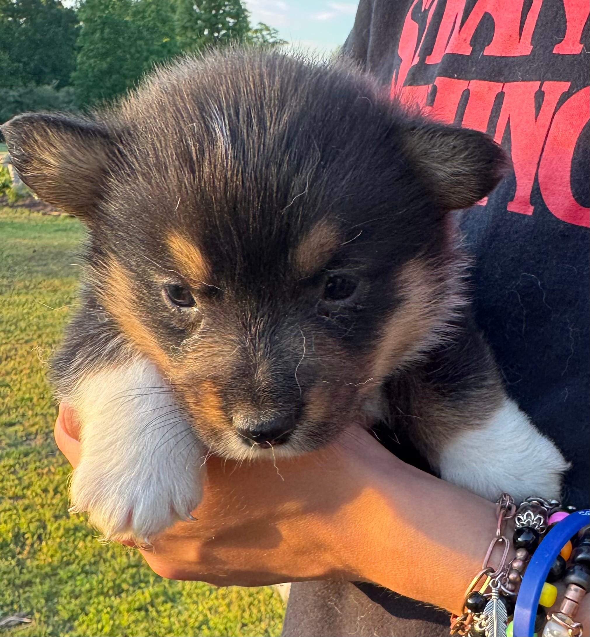 Major – Pembroke Welsh Corgi puppy for sale in Rainsville, AL