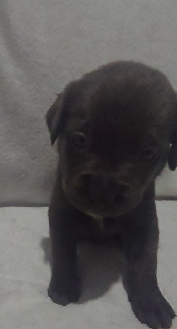 Red – Cane Corso puppy for sale in Nashport, OH