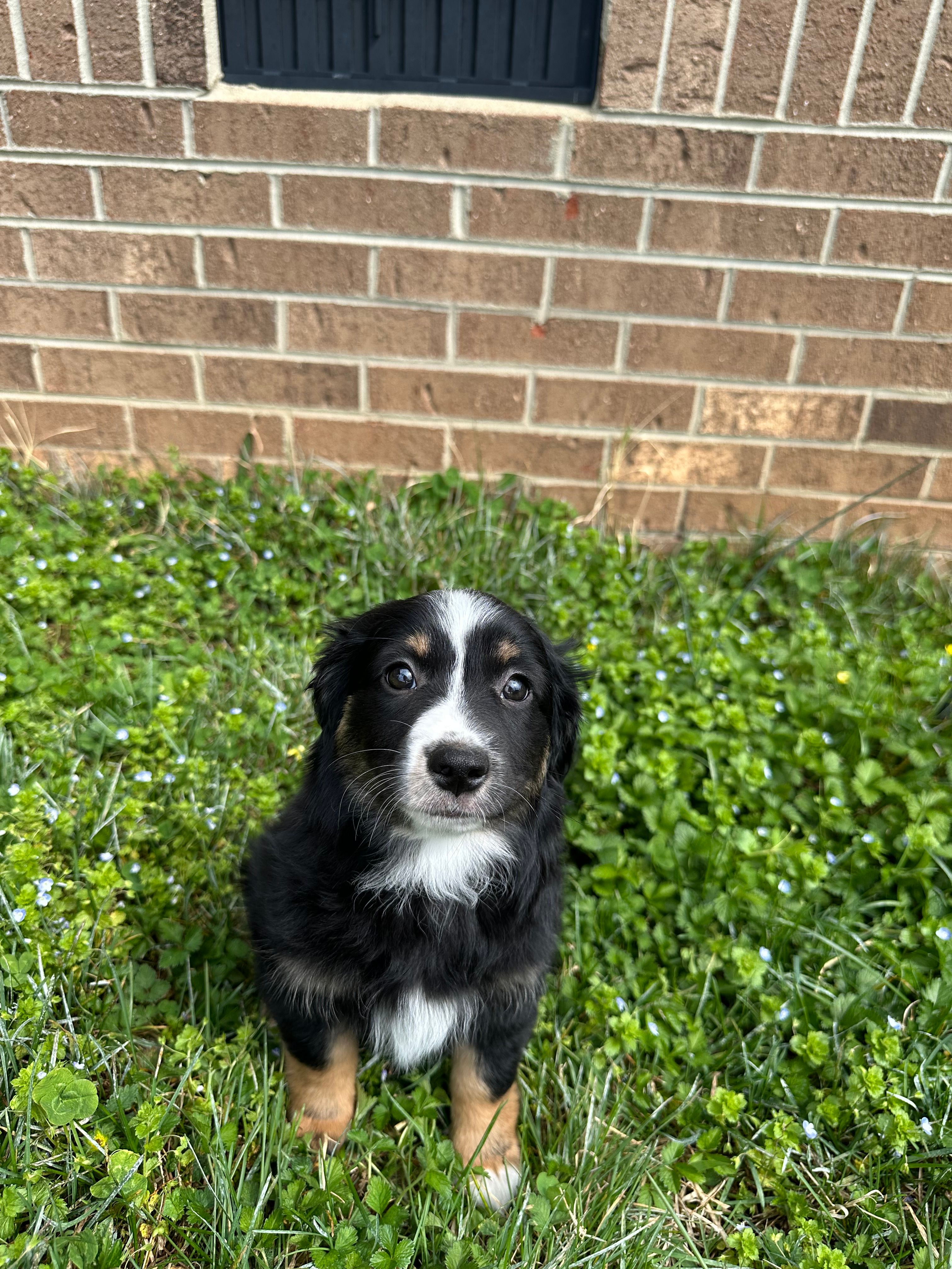 Abby – Miniature Australian Shepherd puppy for sale in Rocky Mount, VA