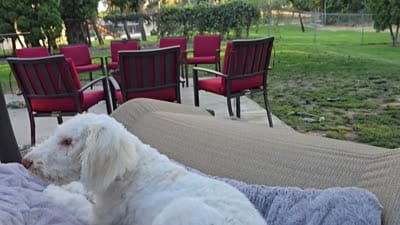 The Marvelous Maev, a female Sheepadoodle and Shepadoodle for sale in Kennewick, WA – 2 of 9