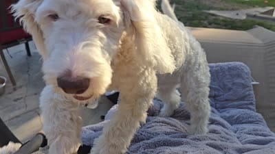 Innocent Alice, a female Sheepadoodle for sale in Kennewick, WA – 2 of 8